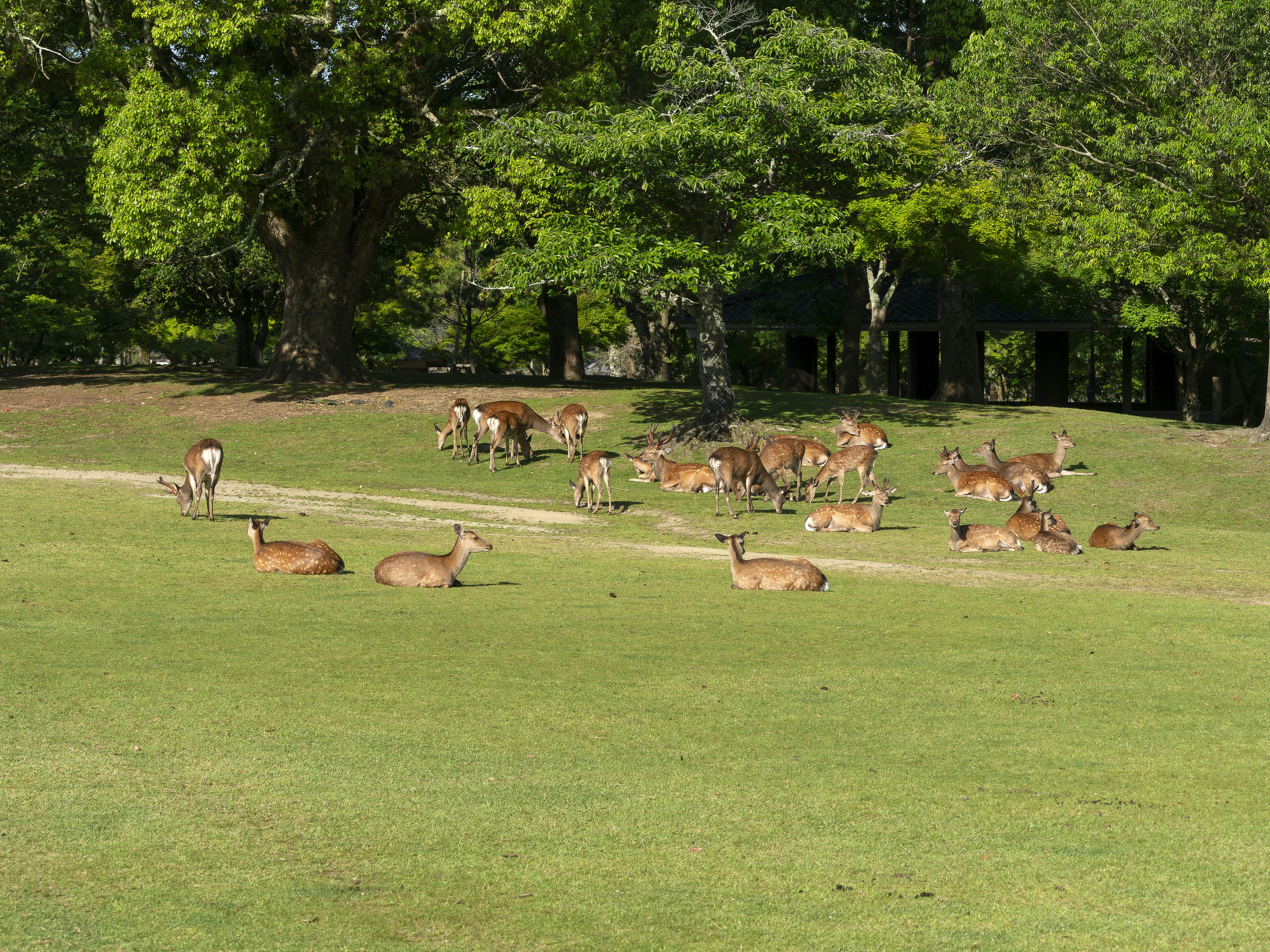 A herd of deer grazing in a lush green park