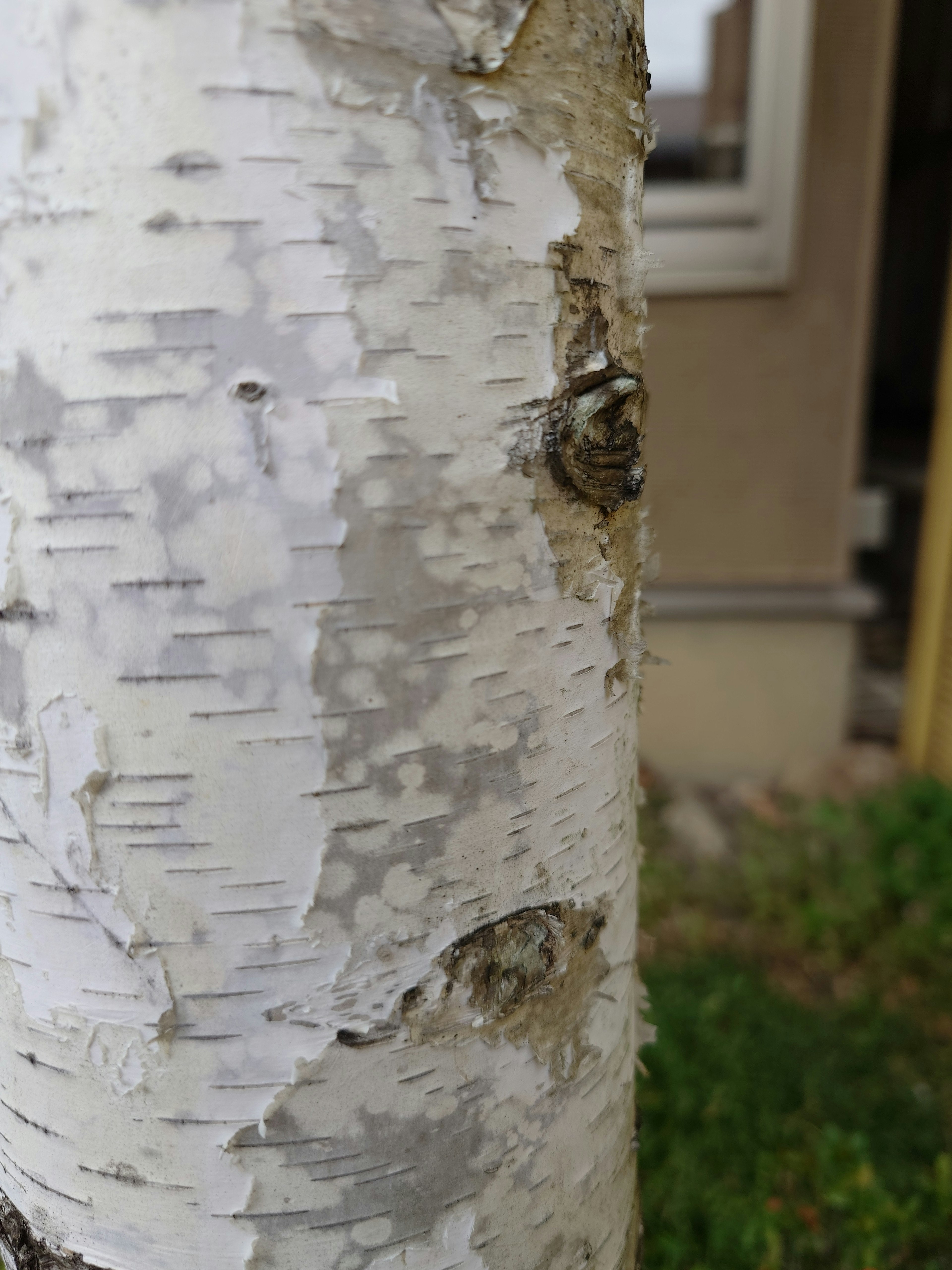 Kedekatan batang pohon birch dengan kulit putih dan pola