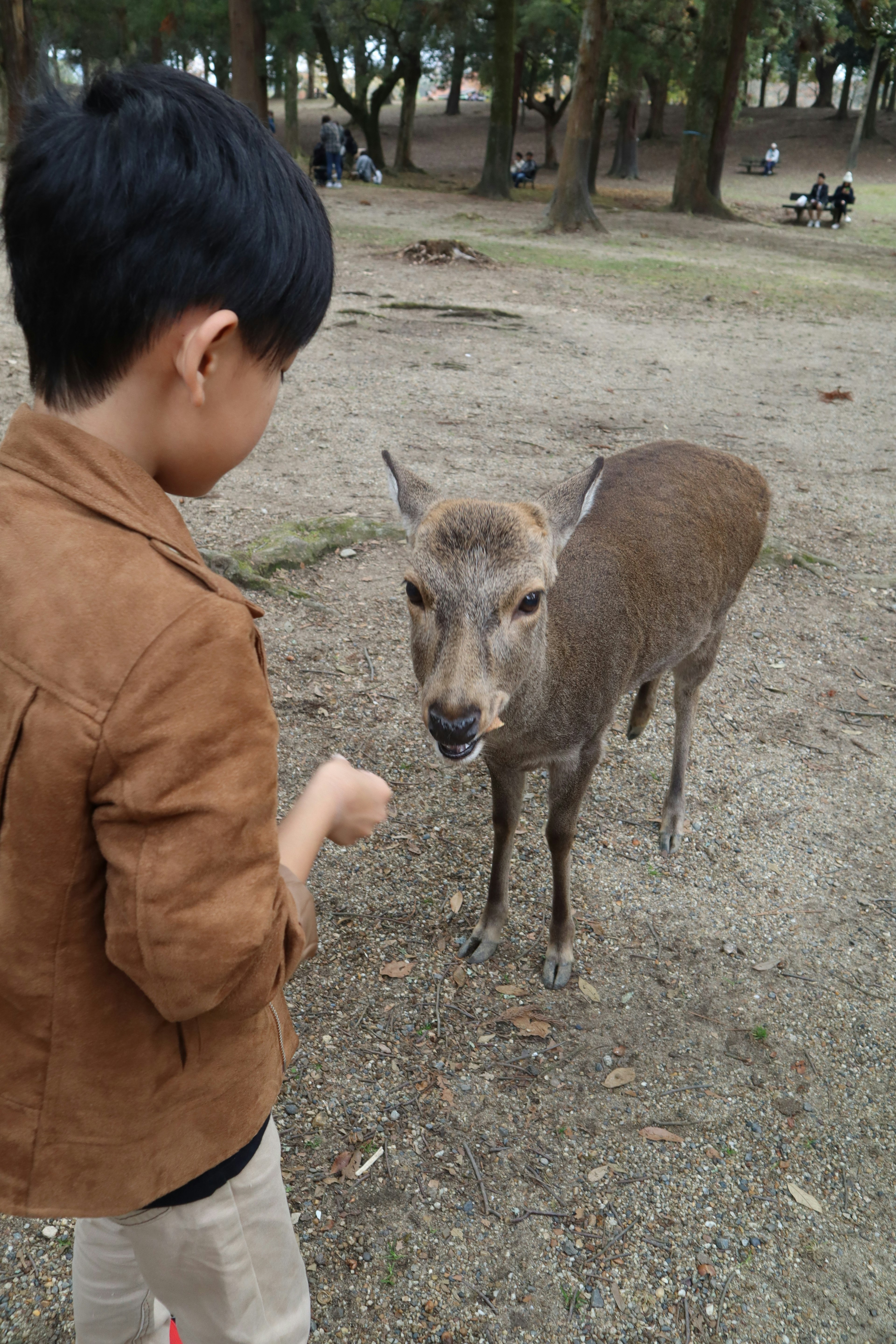 Ein Kind füttert einen Hirsch in einem Park, umgeben von Bäumen