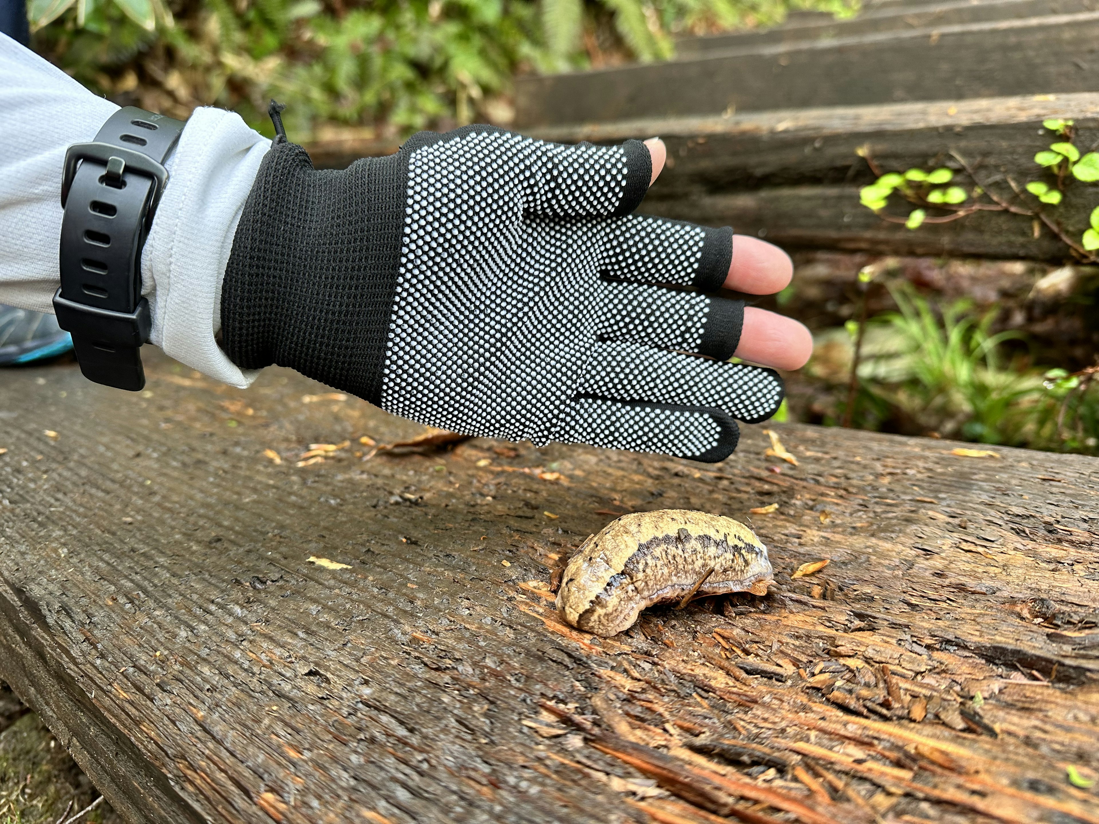 手袋をはめた手が木の上に置かれた小さな生物を指し示している