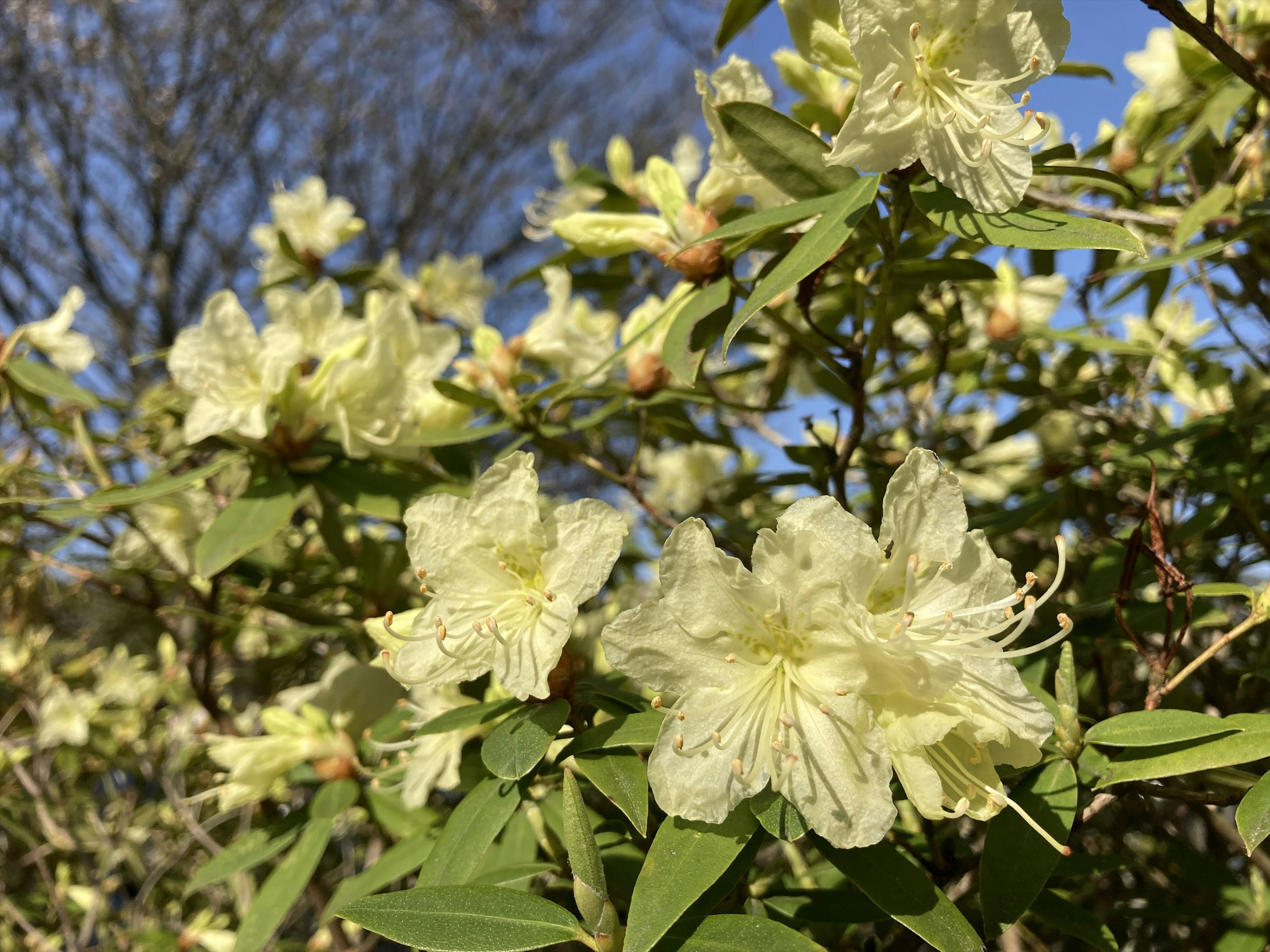 Nahaufnahme von Azaleenblüten mit weißen Blütenblättern und grünen Blättern