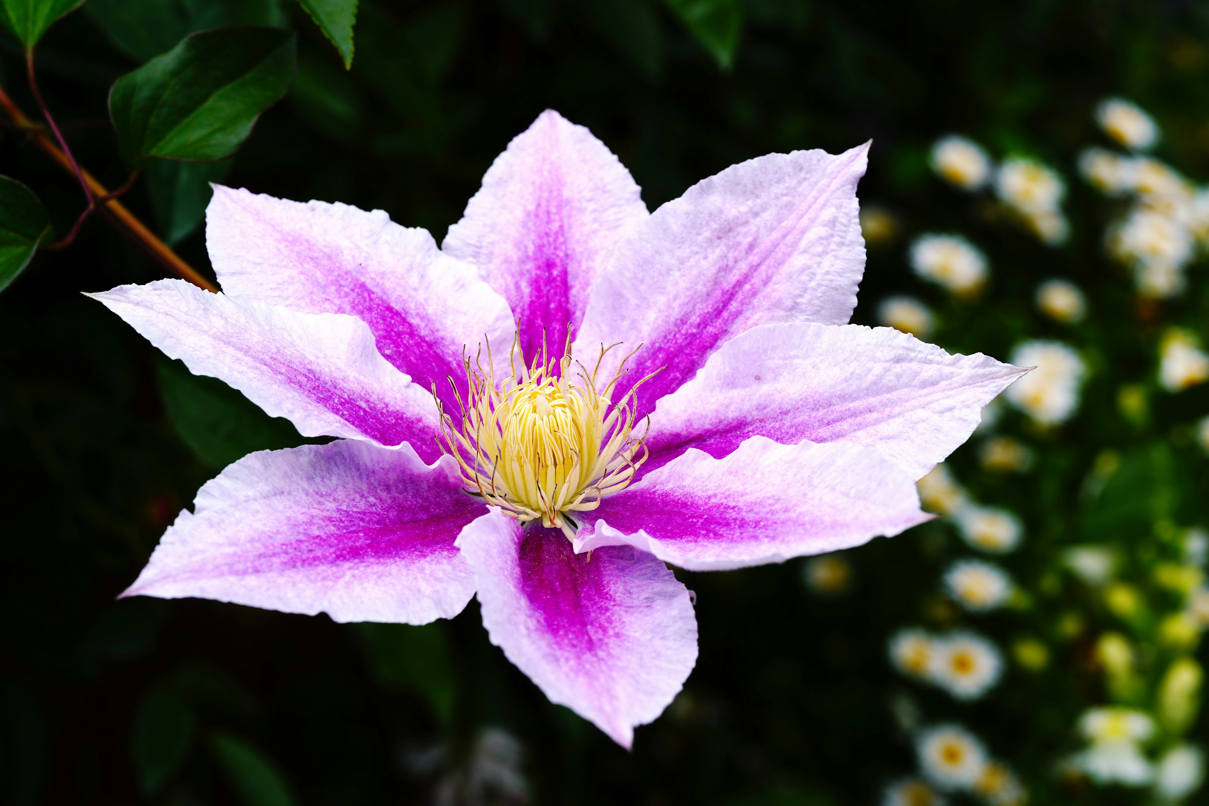 Un bellissimo fiore di clematide in sfumature di viola e bianco in contrasto con il fogliame verde e fiori bianchi sullo sfondo