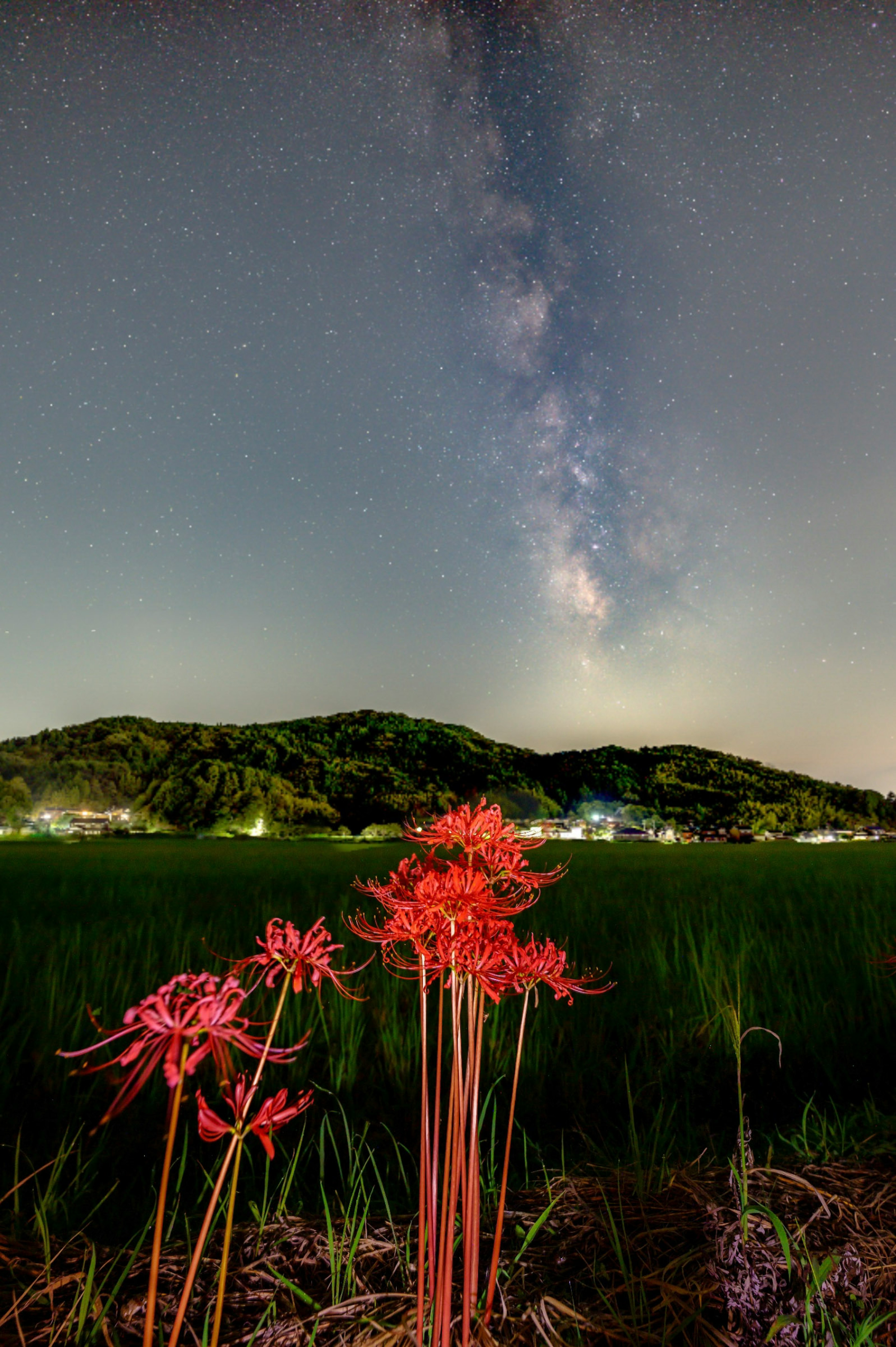 赤い花と天の川が見える風景