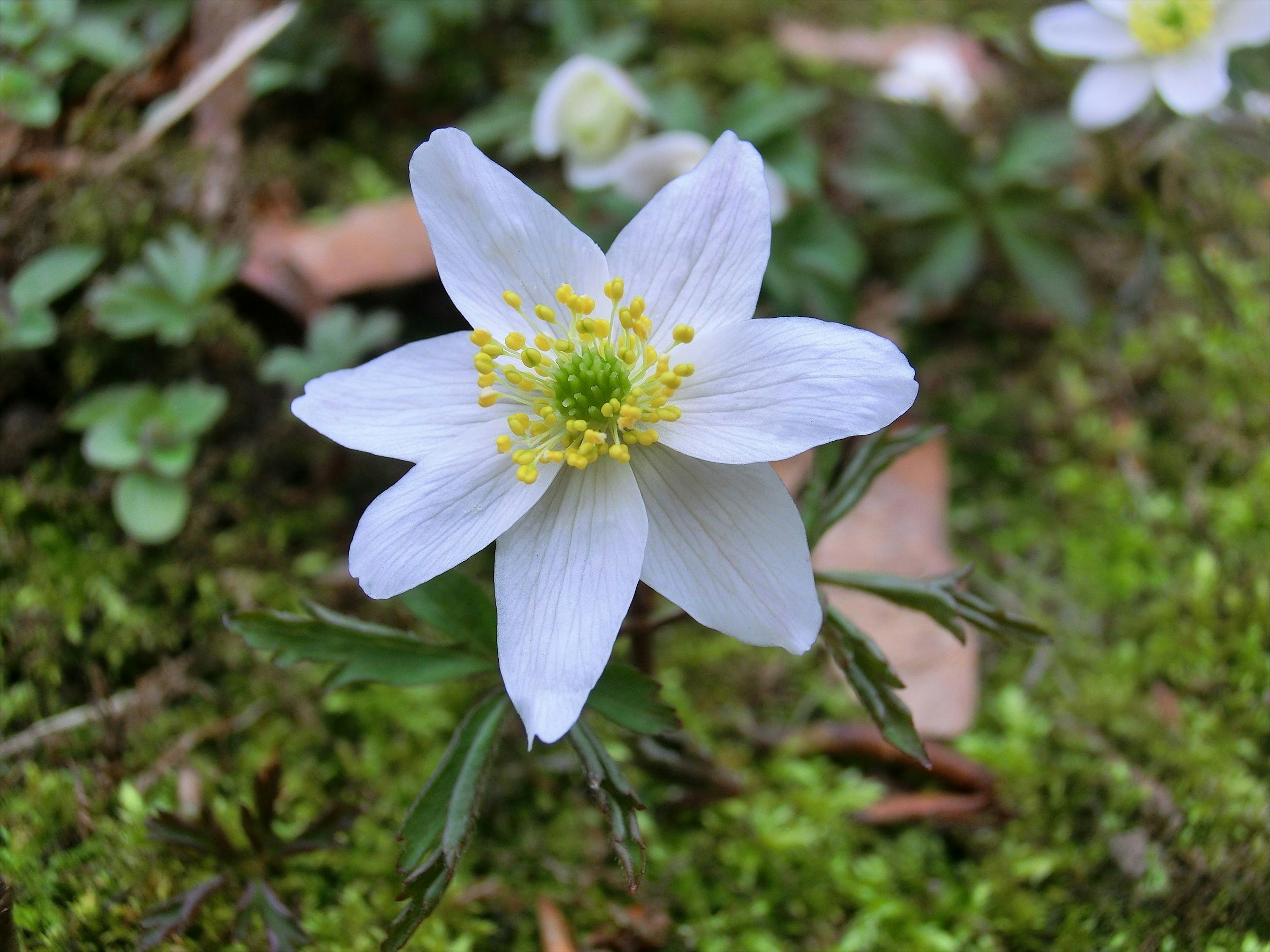 Fleur blanche épanouie sur un fond vert