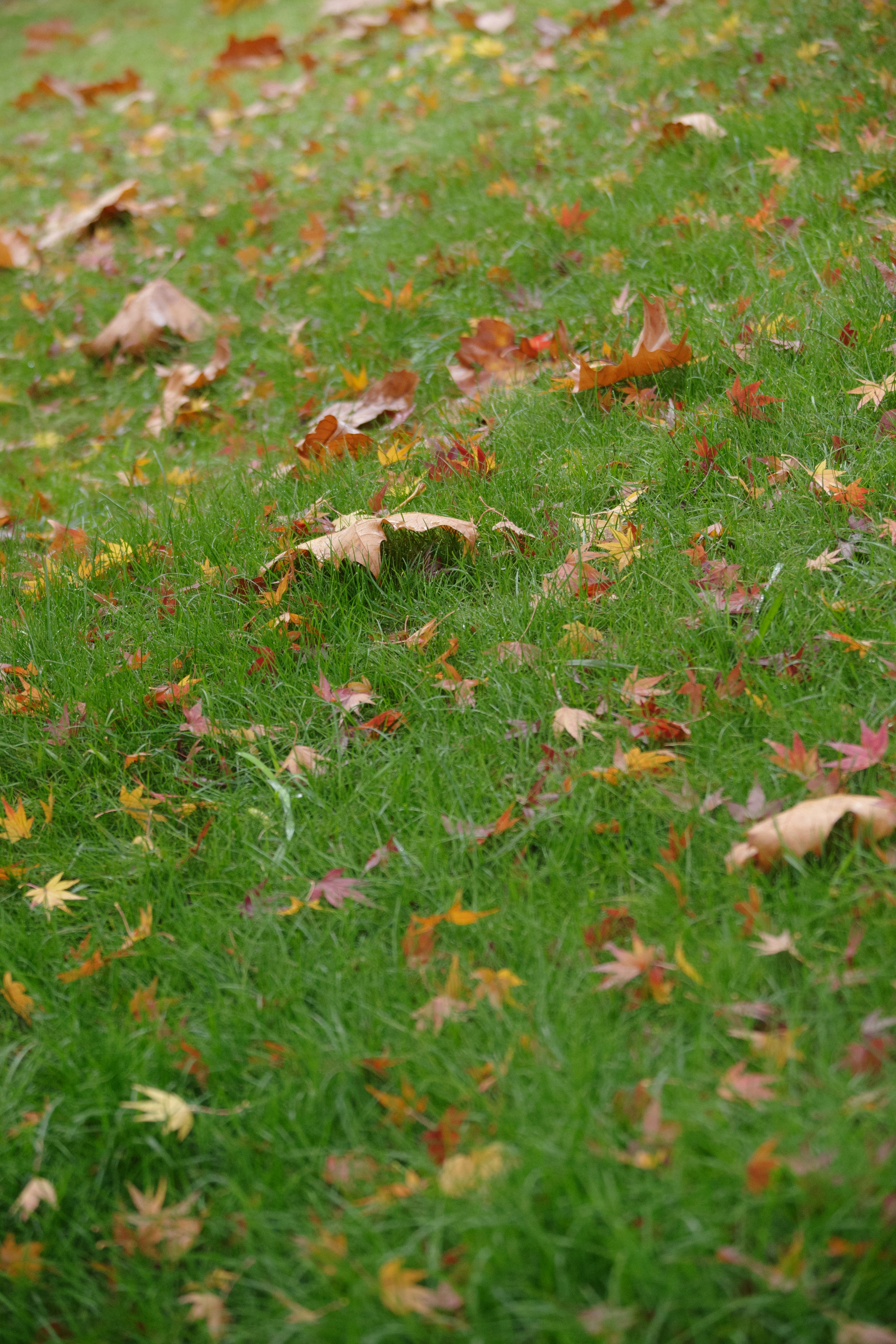 Escena de otoño con hojas caídas esparcidas sobre césped verde