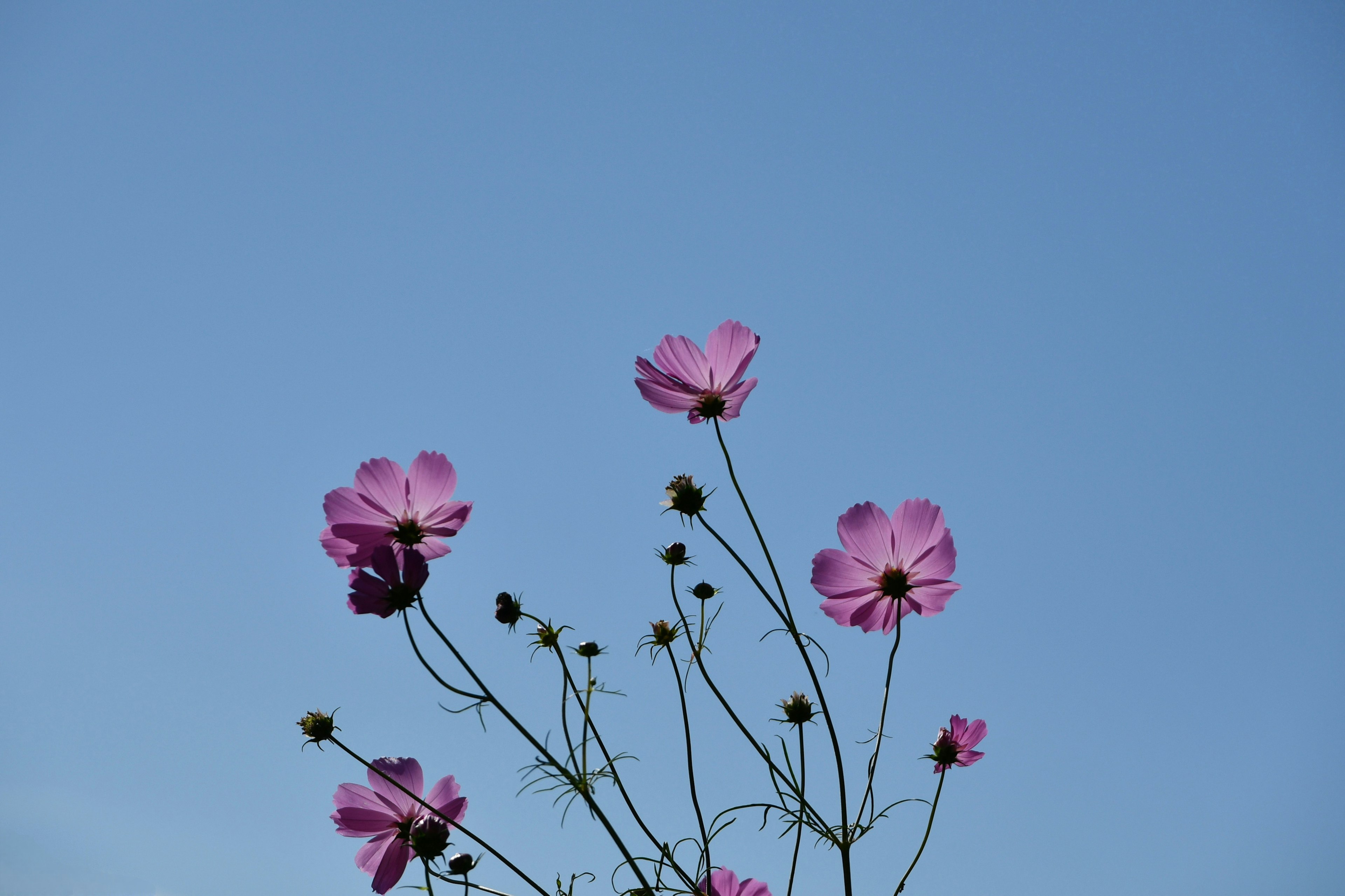 Groupe de fleurs roses sur fond de ciel bleu clair