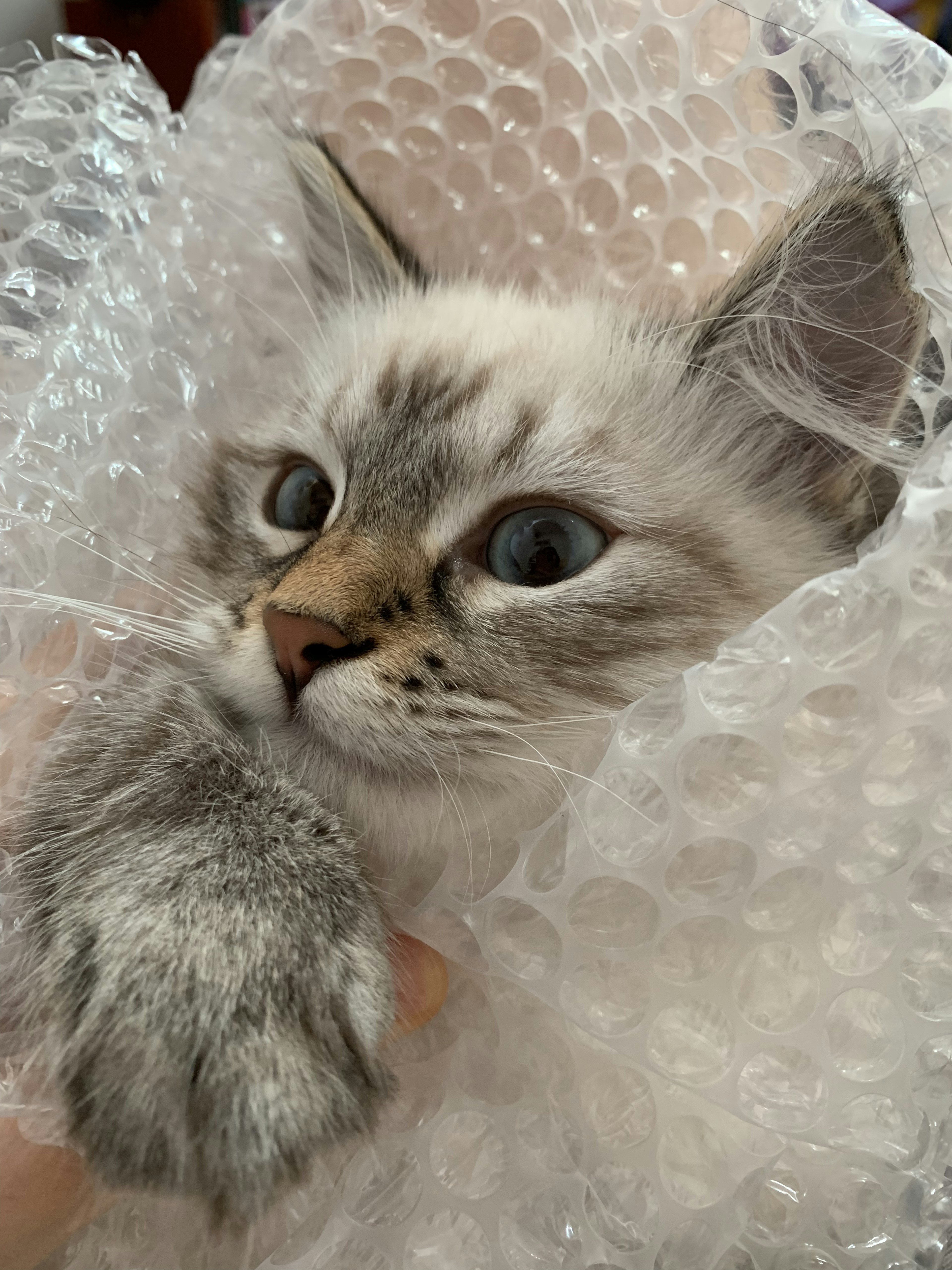 A kitten's face wrapped in bubble wrap