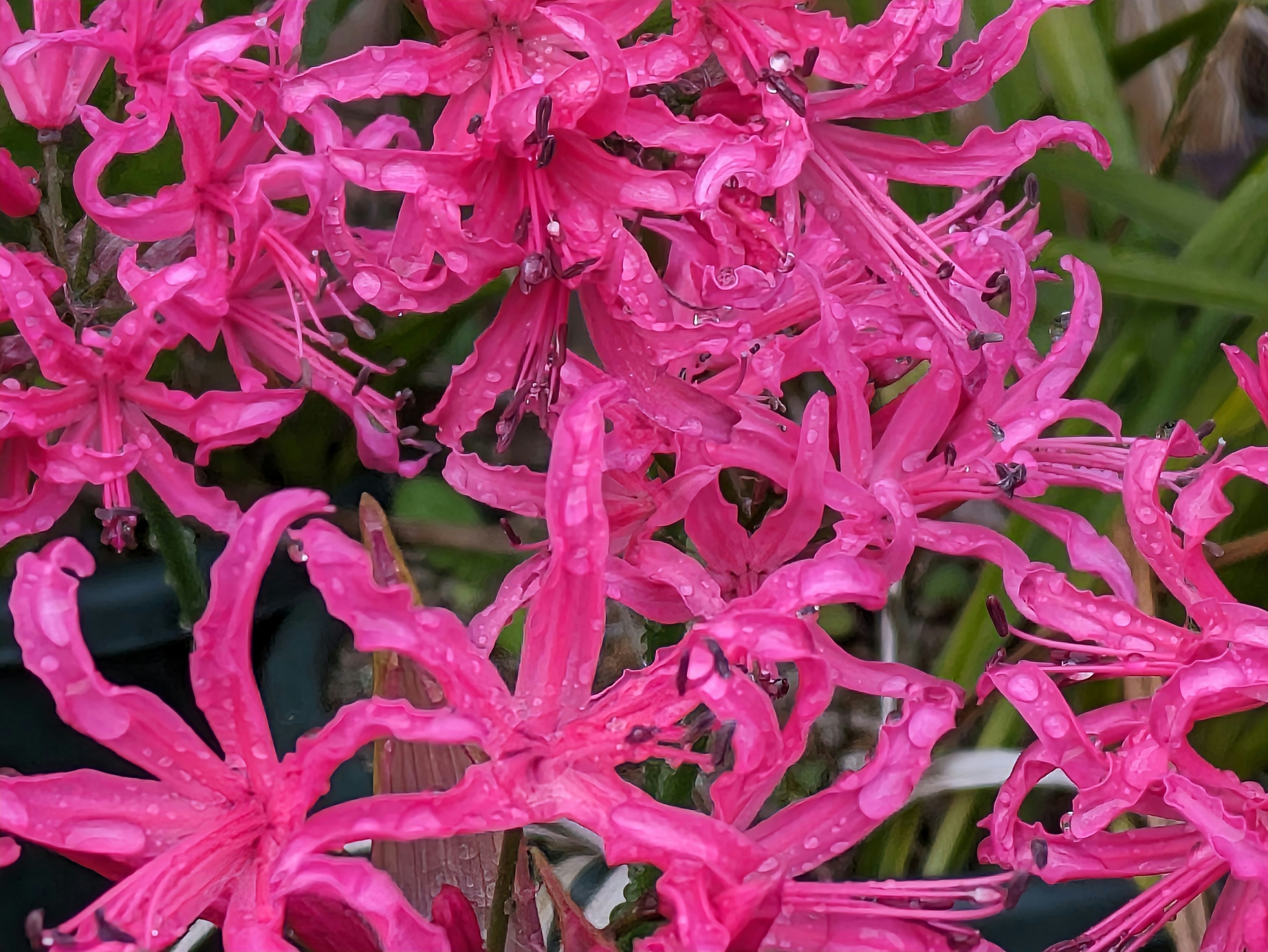 Ein lebendiger Cluster von rosa Blumen mit einzigartigen Blütenblättern