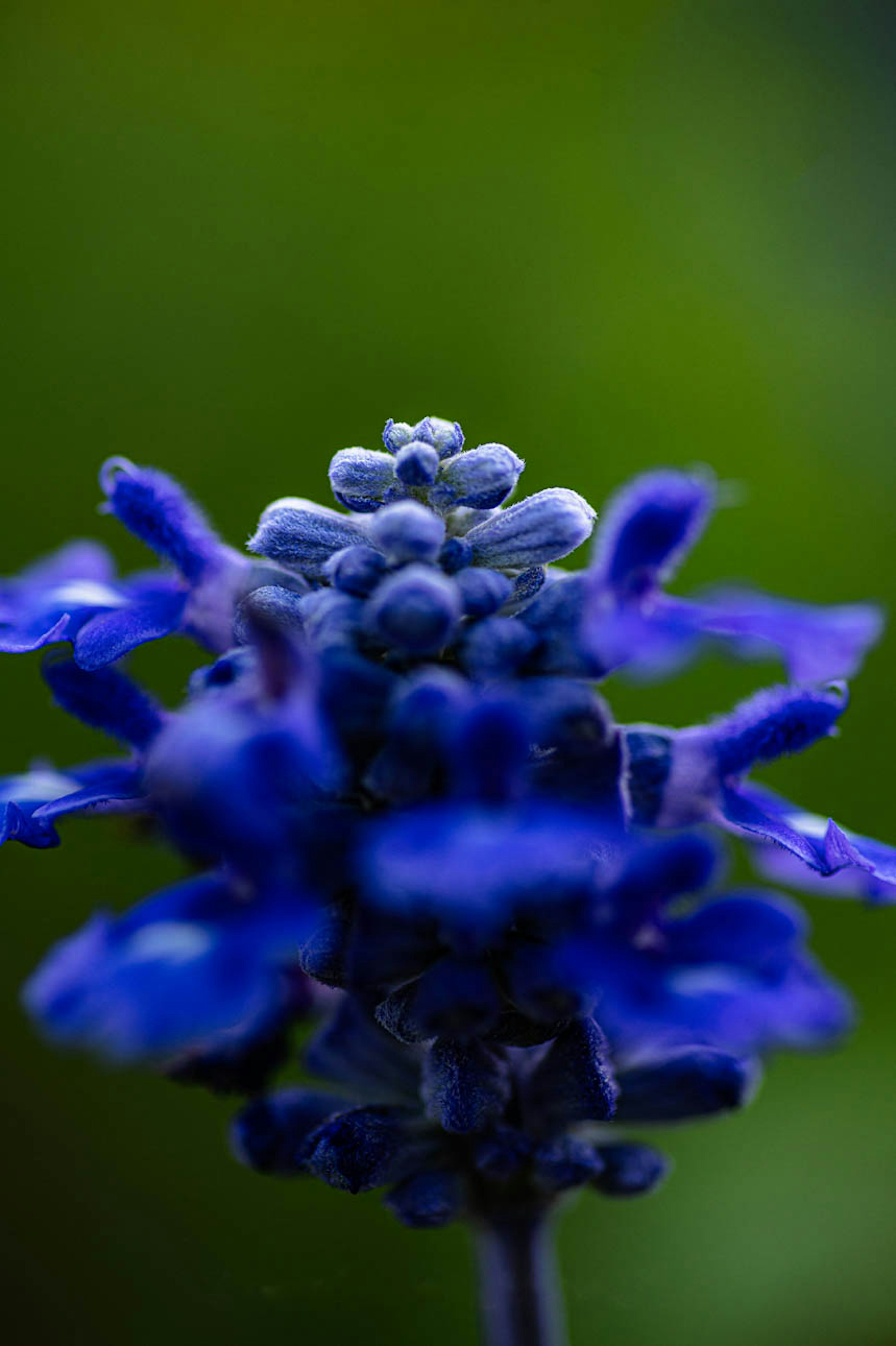 Primer plano de una flor azul vibrante sobre un fondo verde