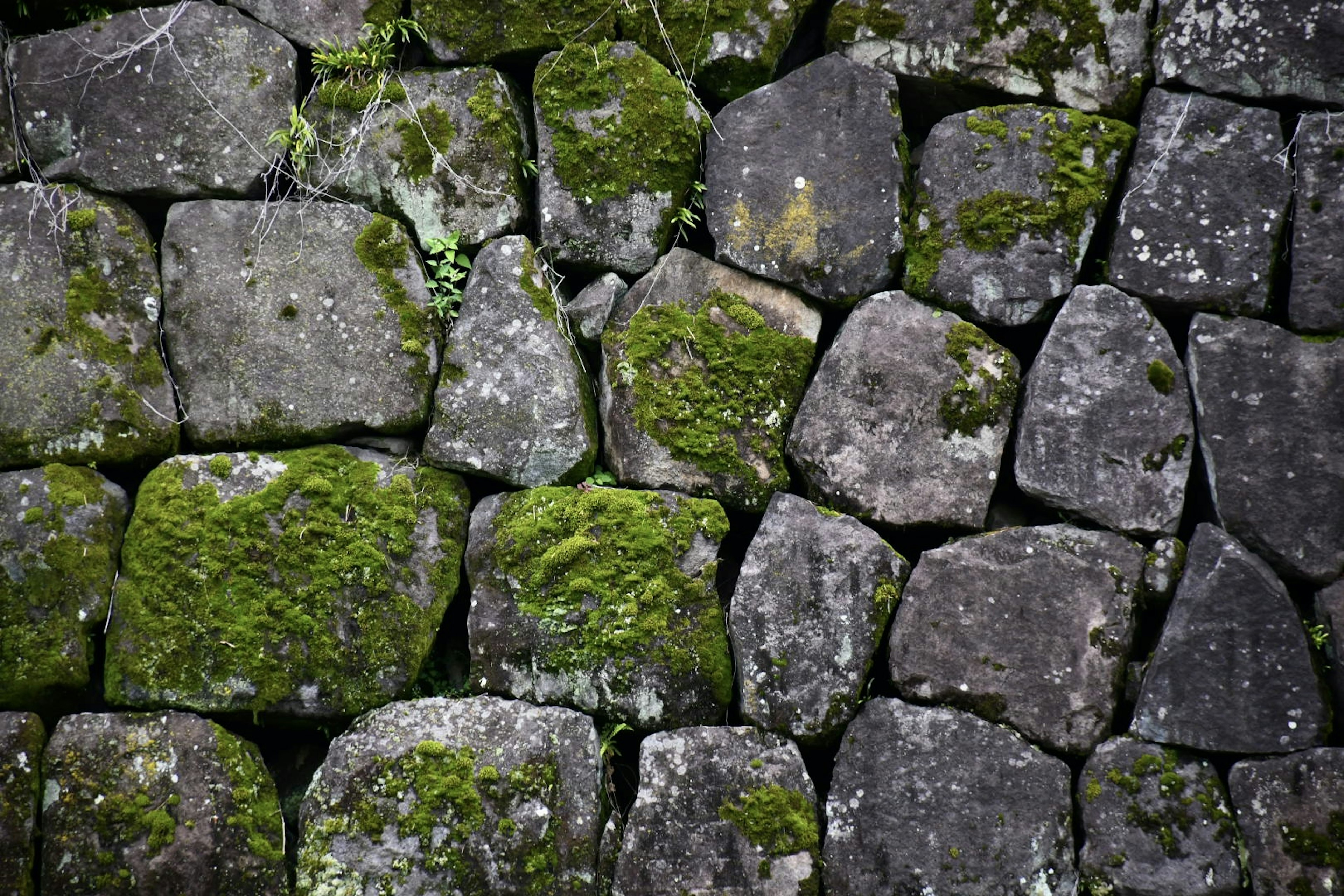 Acercamiento a una pared de piedra cubierta de musgo