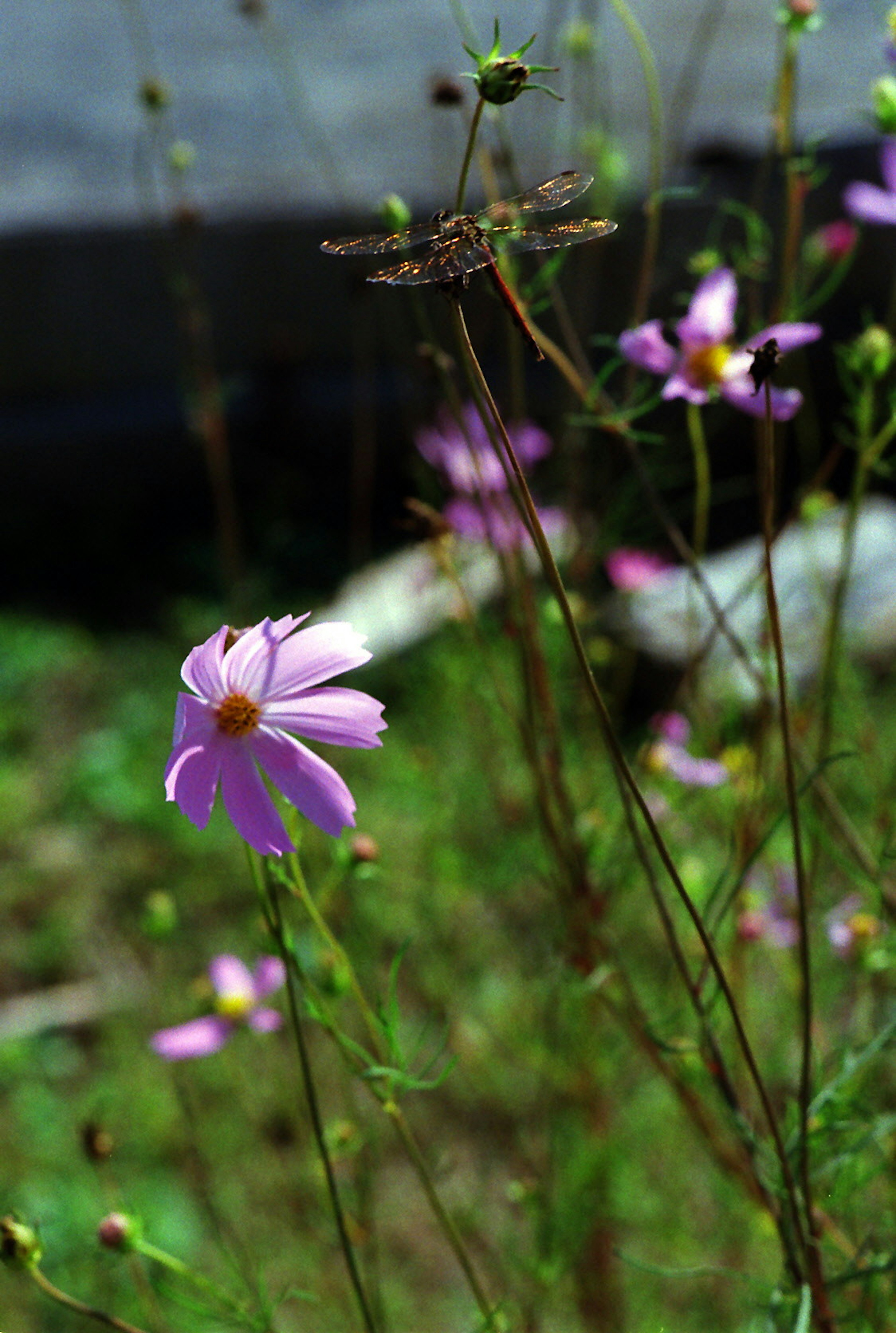 Photo of a field with blooming purple flowers