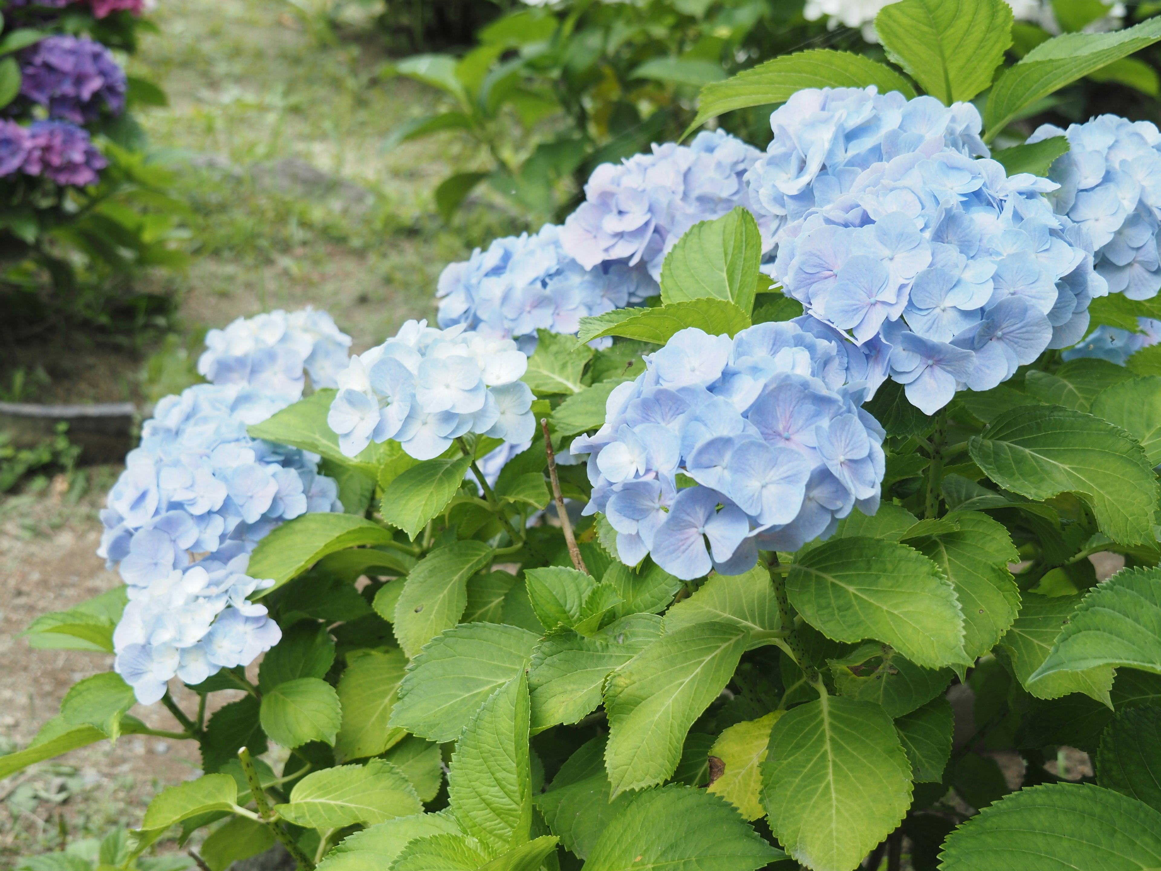 Flores de hortensia de color azul floreciendo en un jardín