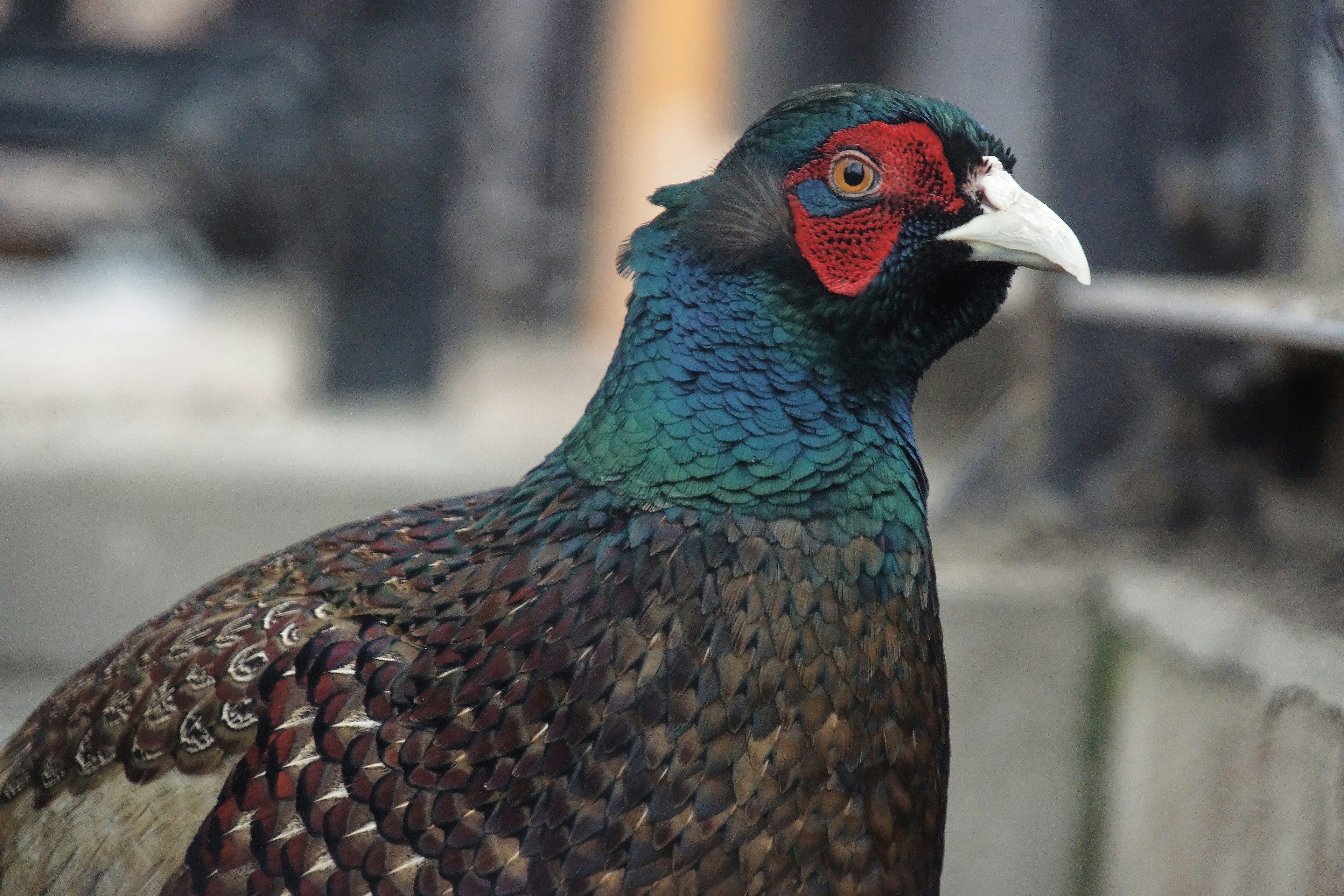 美しい羽を持つ鳥のクローズアップ、鮮やかな青と赤の色合い