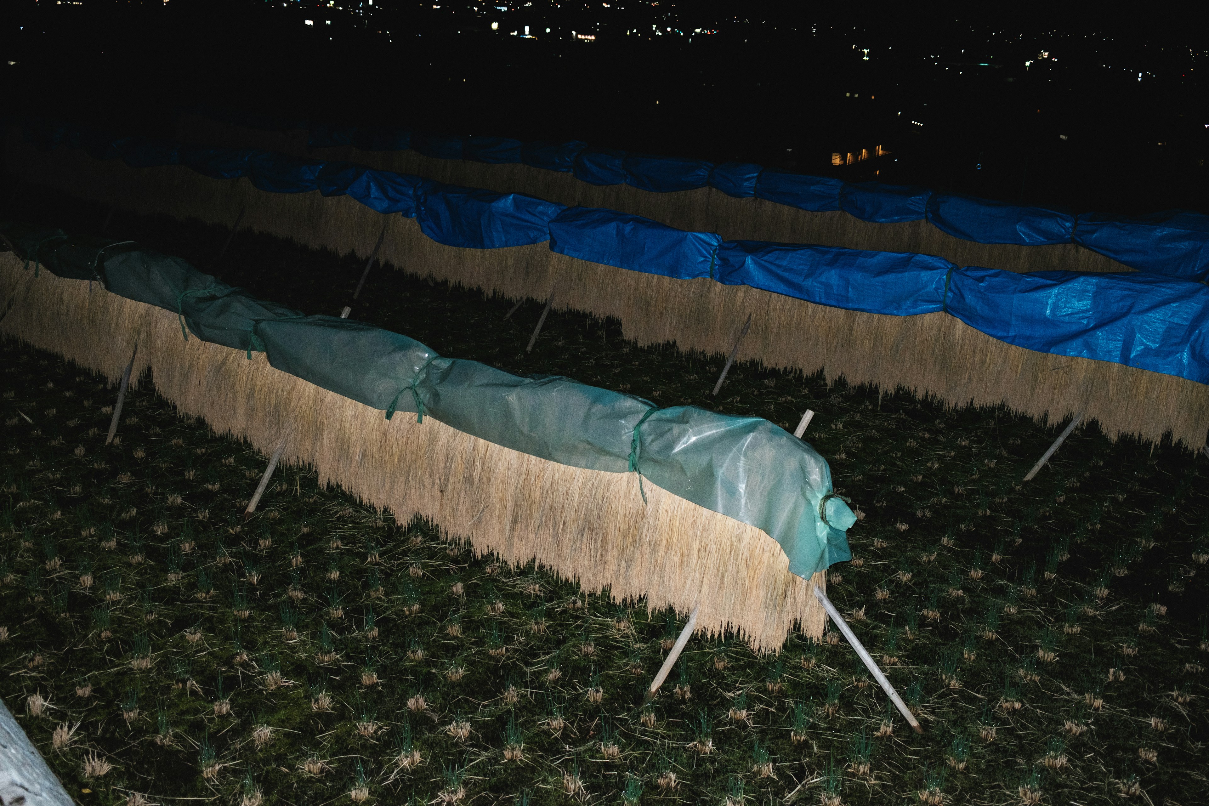 Zone de séchage du riz la nuit avec des bâches bleues et de la paille