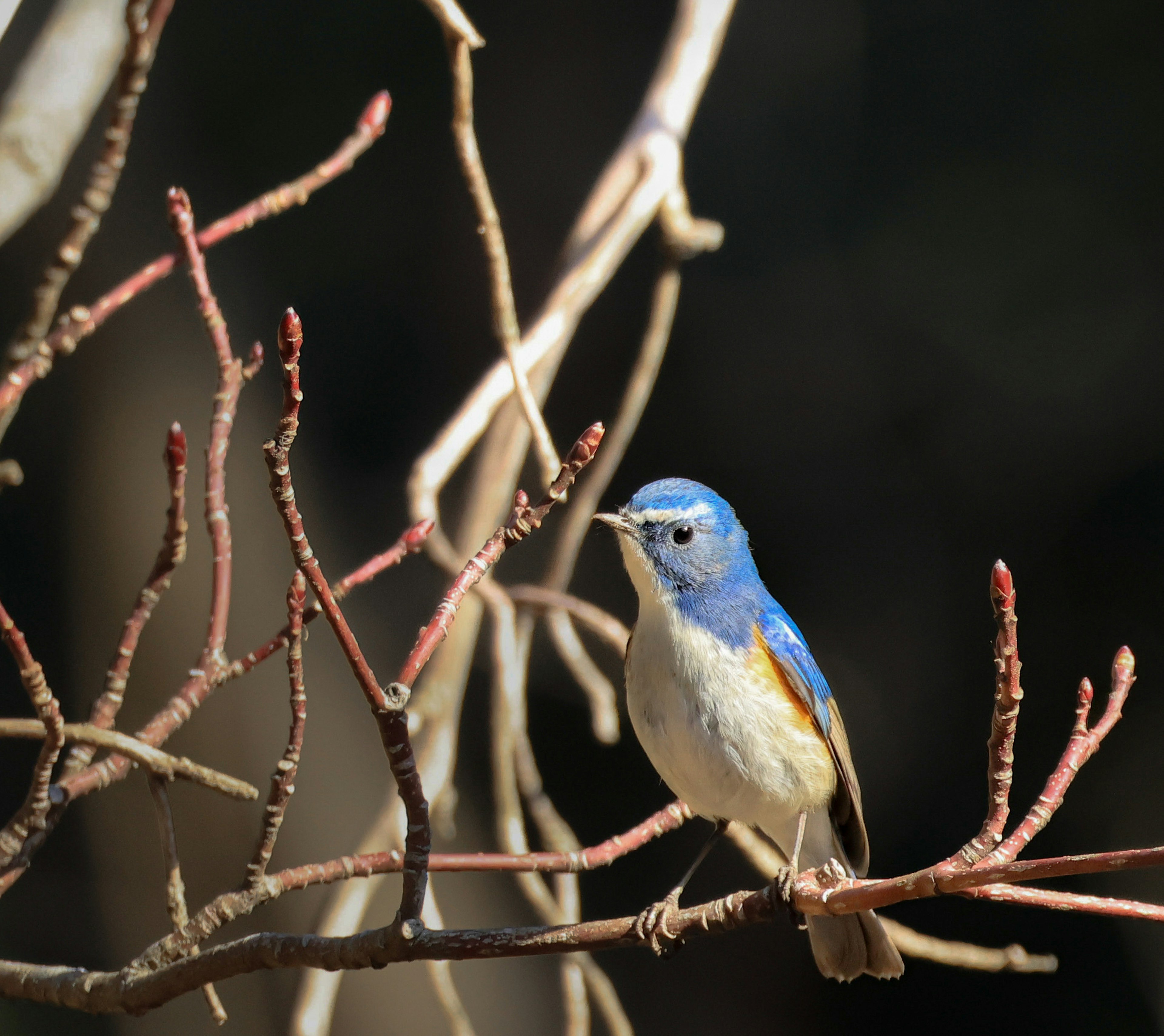 青い鳥が枝に止まっている