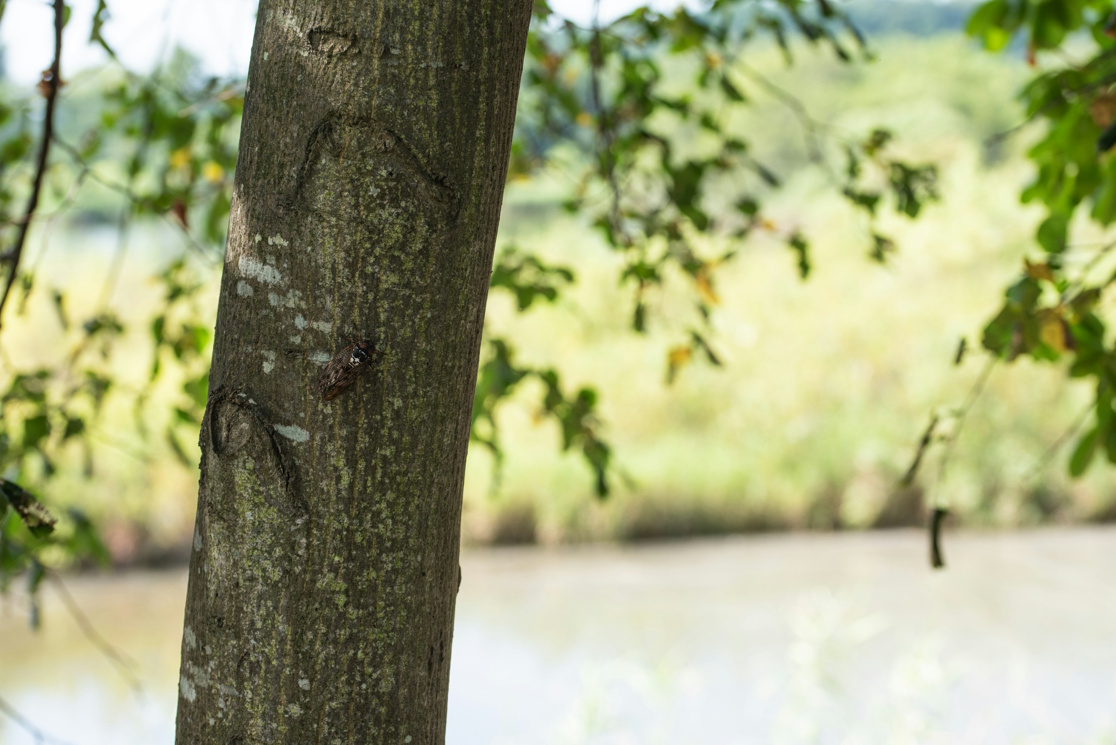 Tronc d'arbre avec des feuilles vertes près d'un plan d'eau