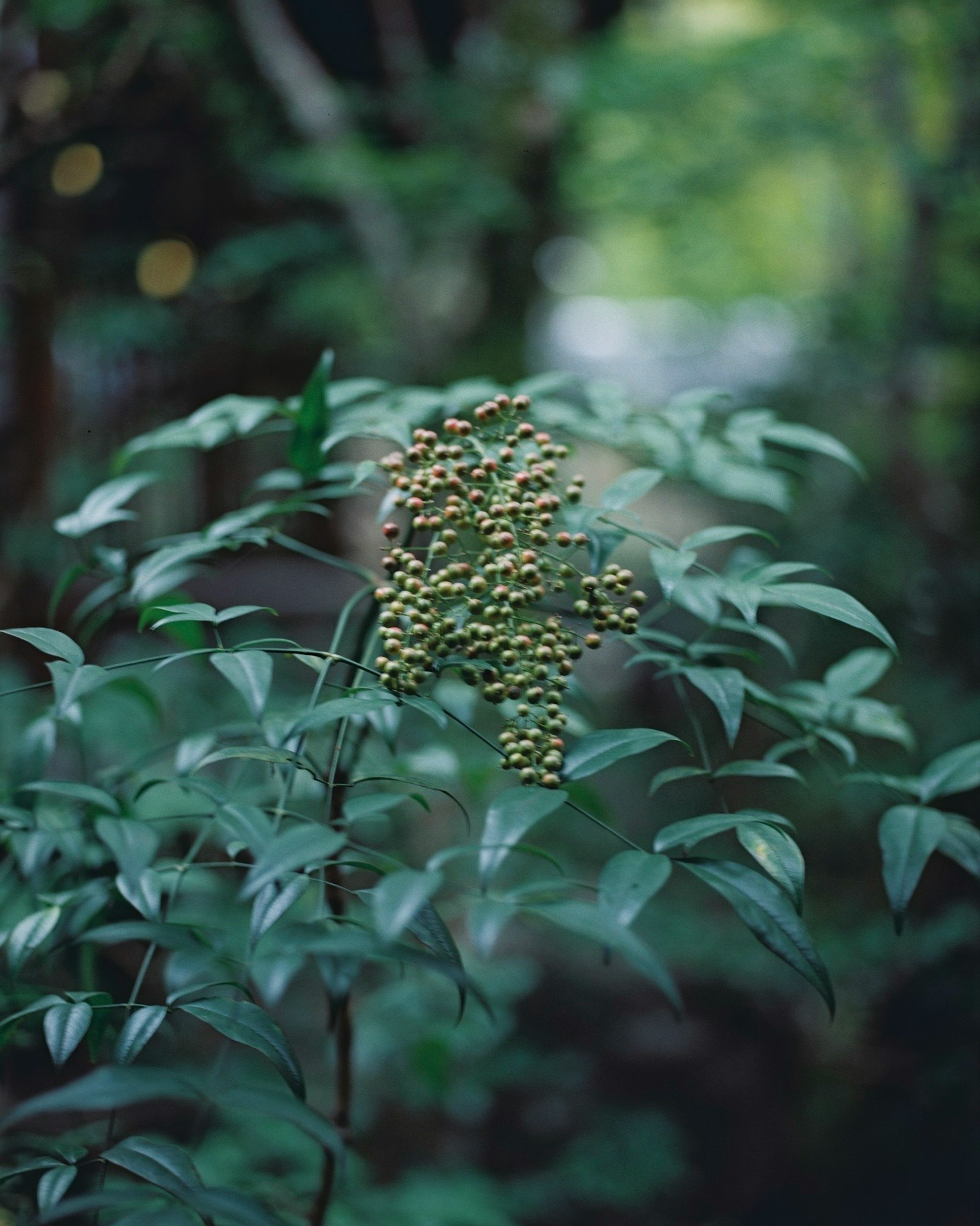 Close-up of a plant with green leaves and small berries