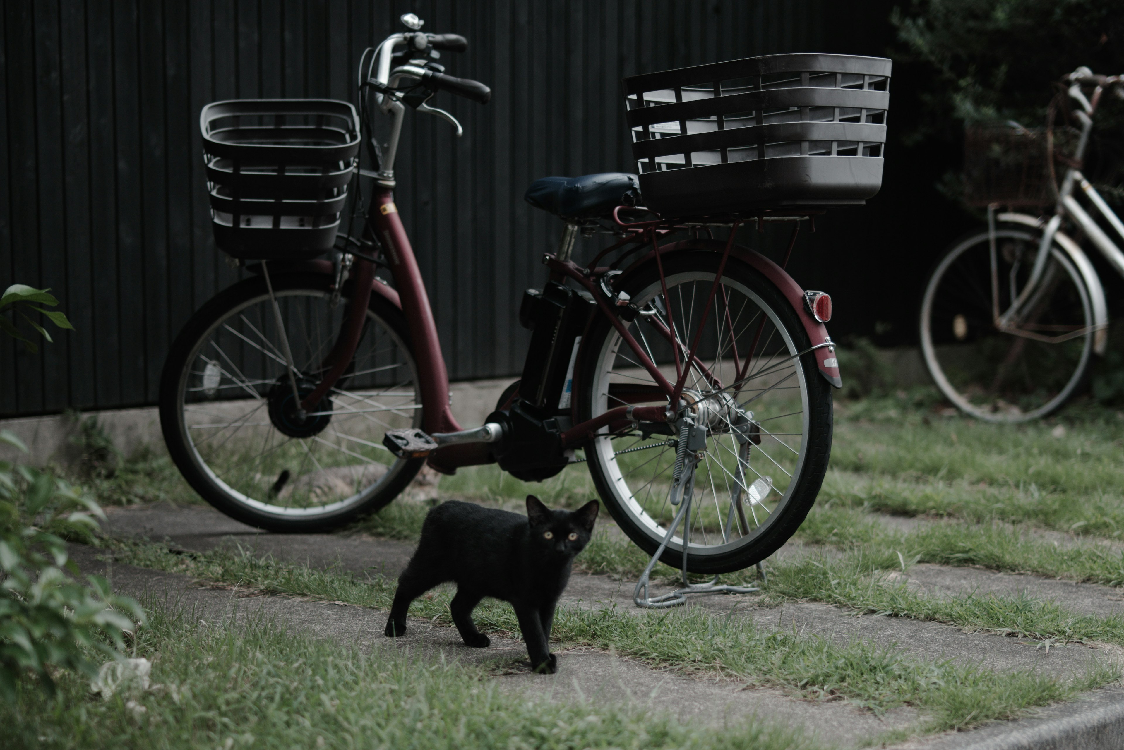 A black cat standing near a bicycle with baskets