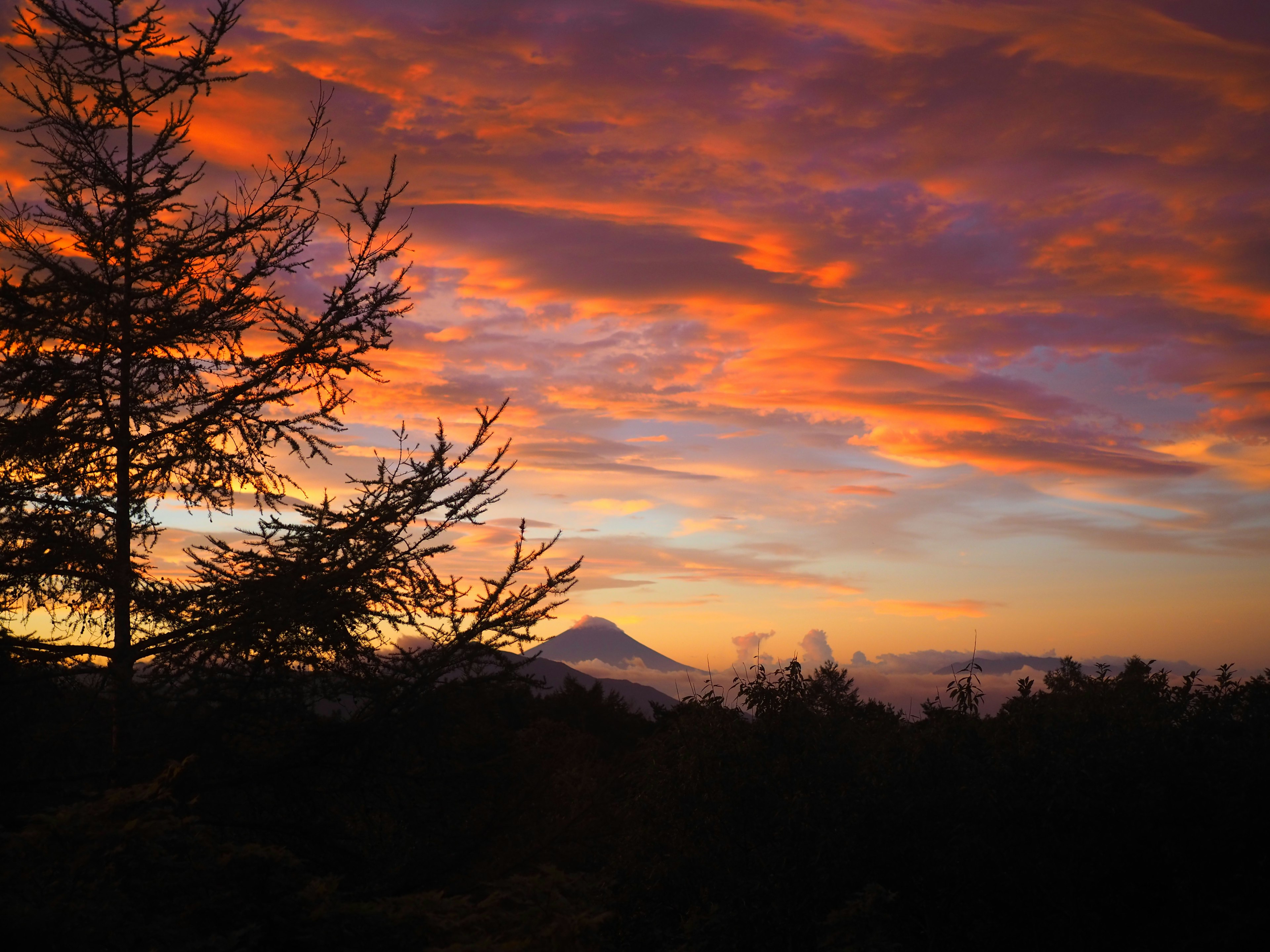 美しい夕焼けが広がる空とシルエットの木々、遠くに山が見える