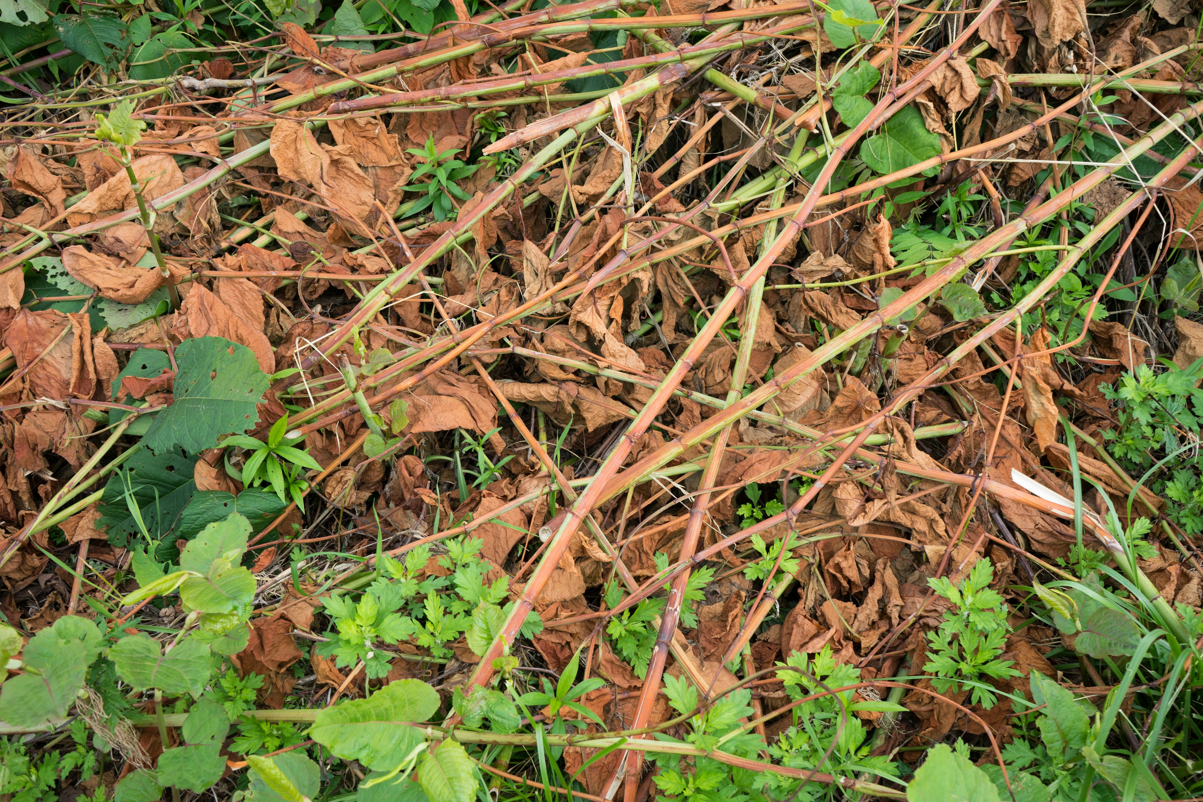 Lanskap daun kering dan rumput yang bercampur di tanah