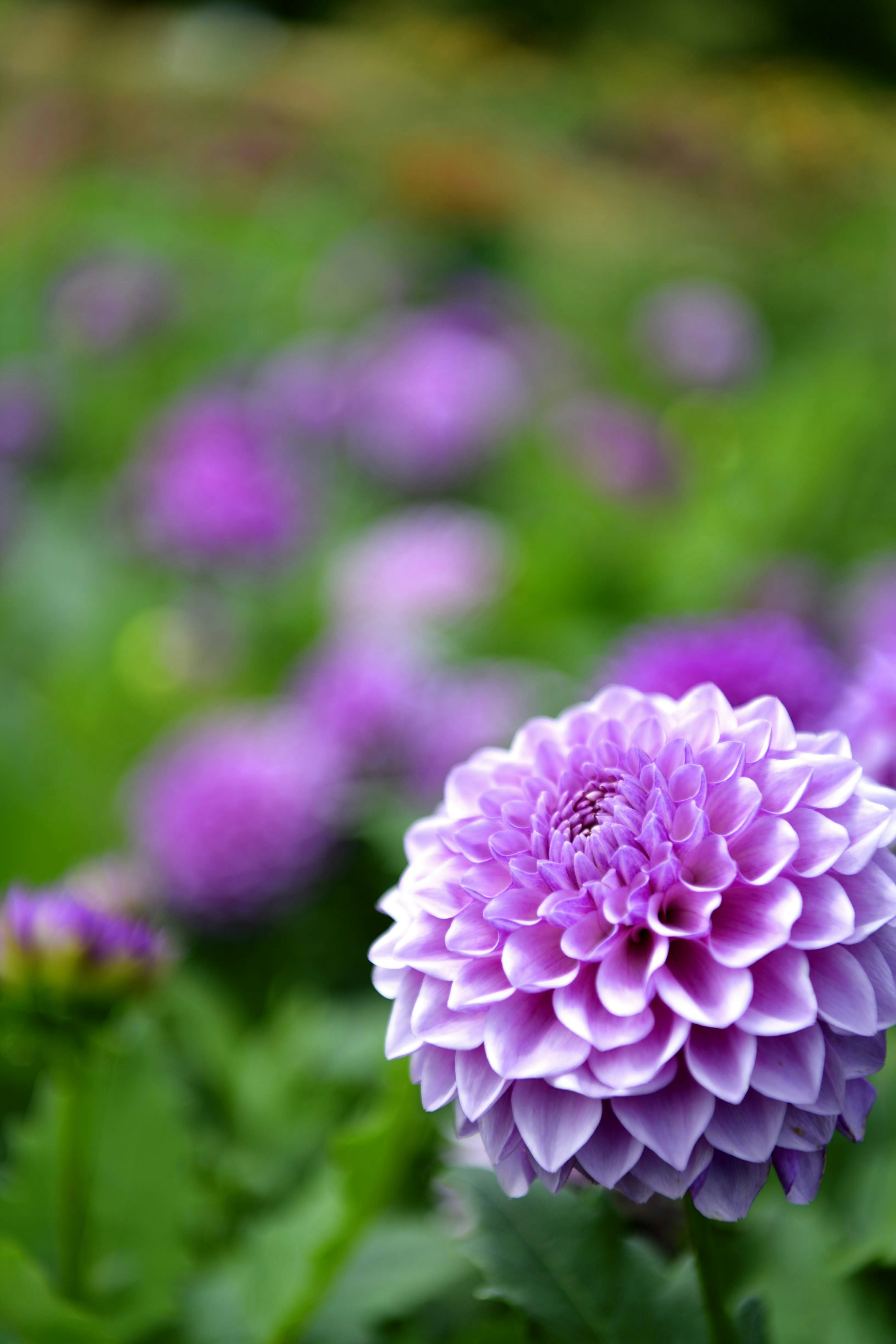 Pemandangan taman dengan bunga dahlia ungu yang mekar