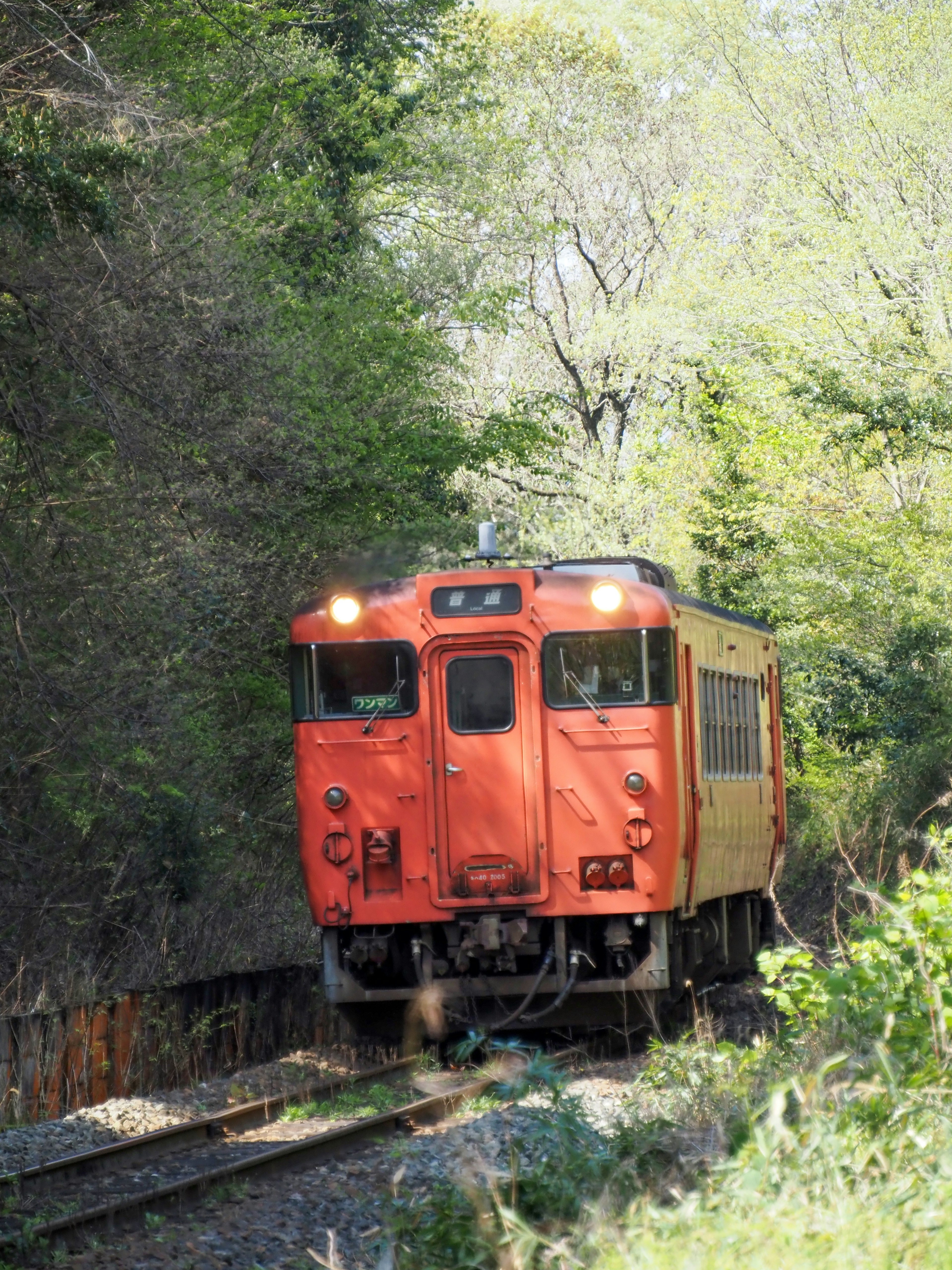 Un tren rojo corriendo sobre vías rodeadas de árboles verdes exuberantes