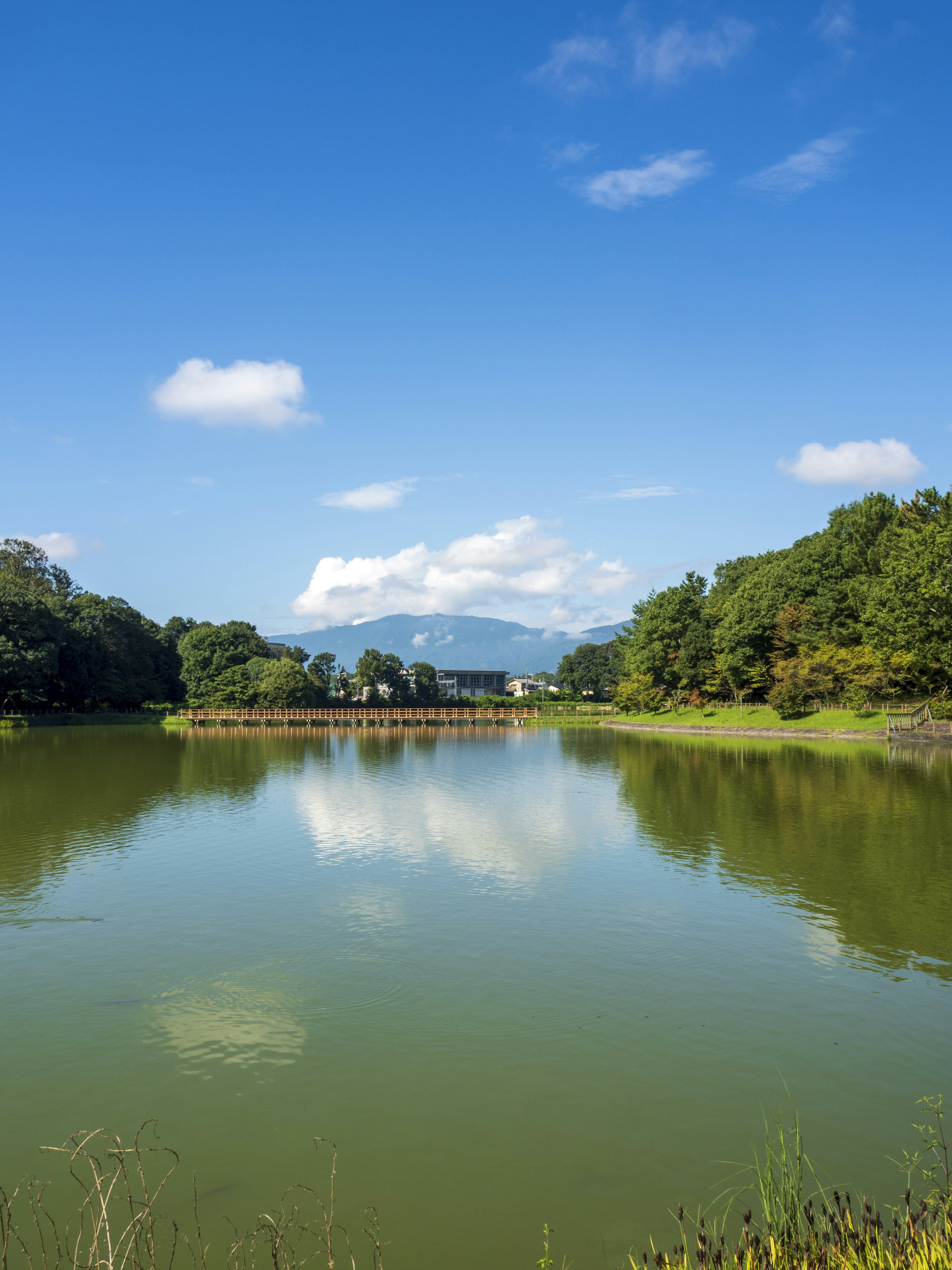 Paisaje sereno de un lago con cielo azul y nubes blancas rodeado de árboles verdes