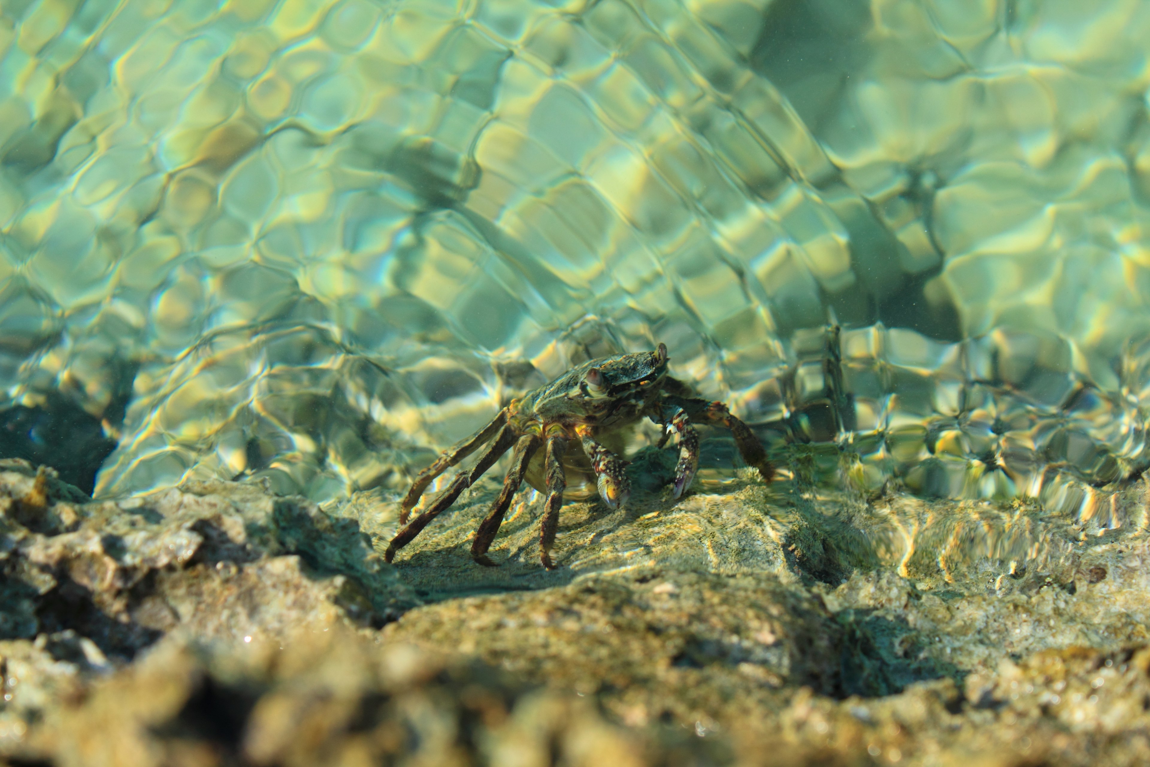 Primer plano de un cangrejo en agua clara