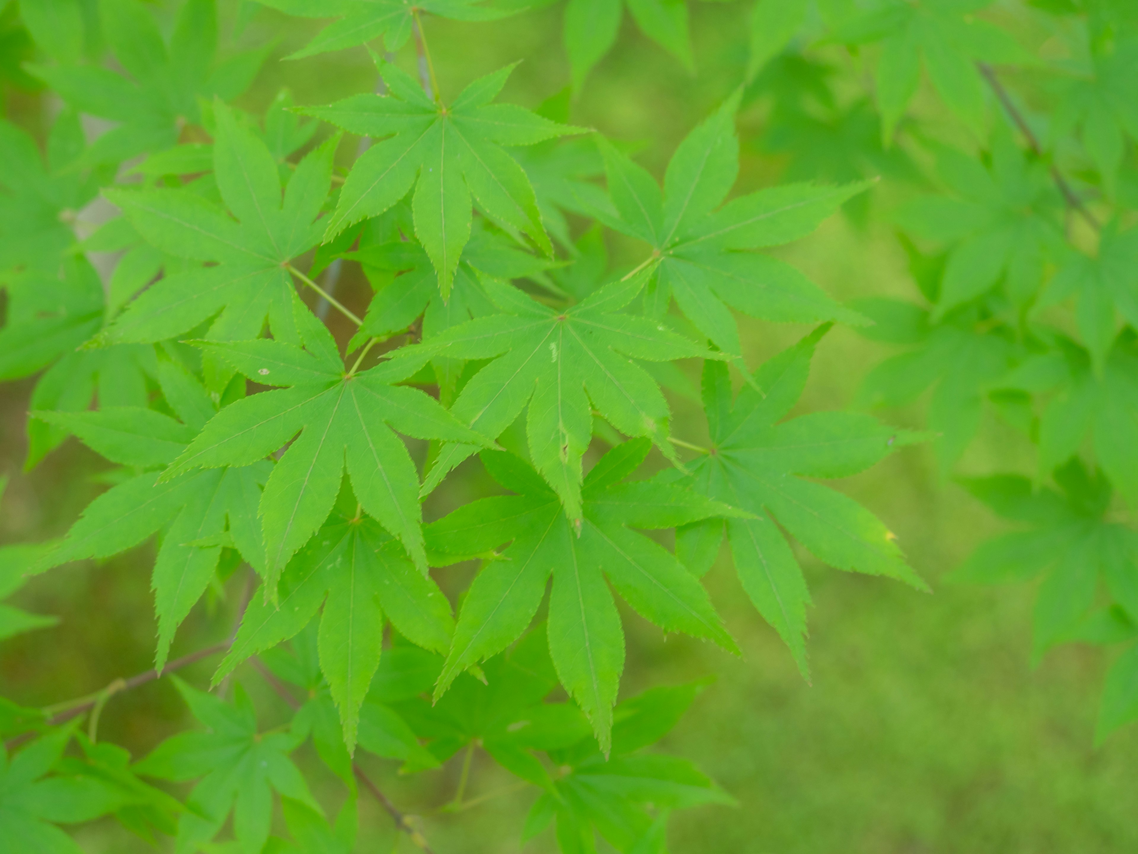 緑色の葉が豊かに生い茂る様子