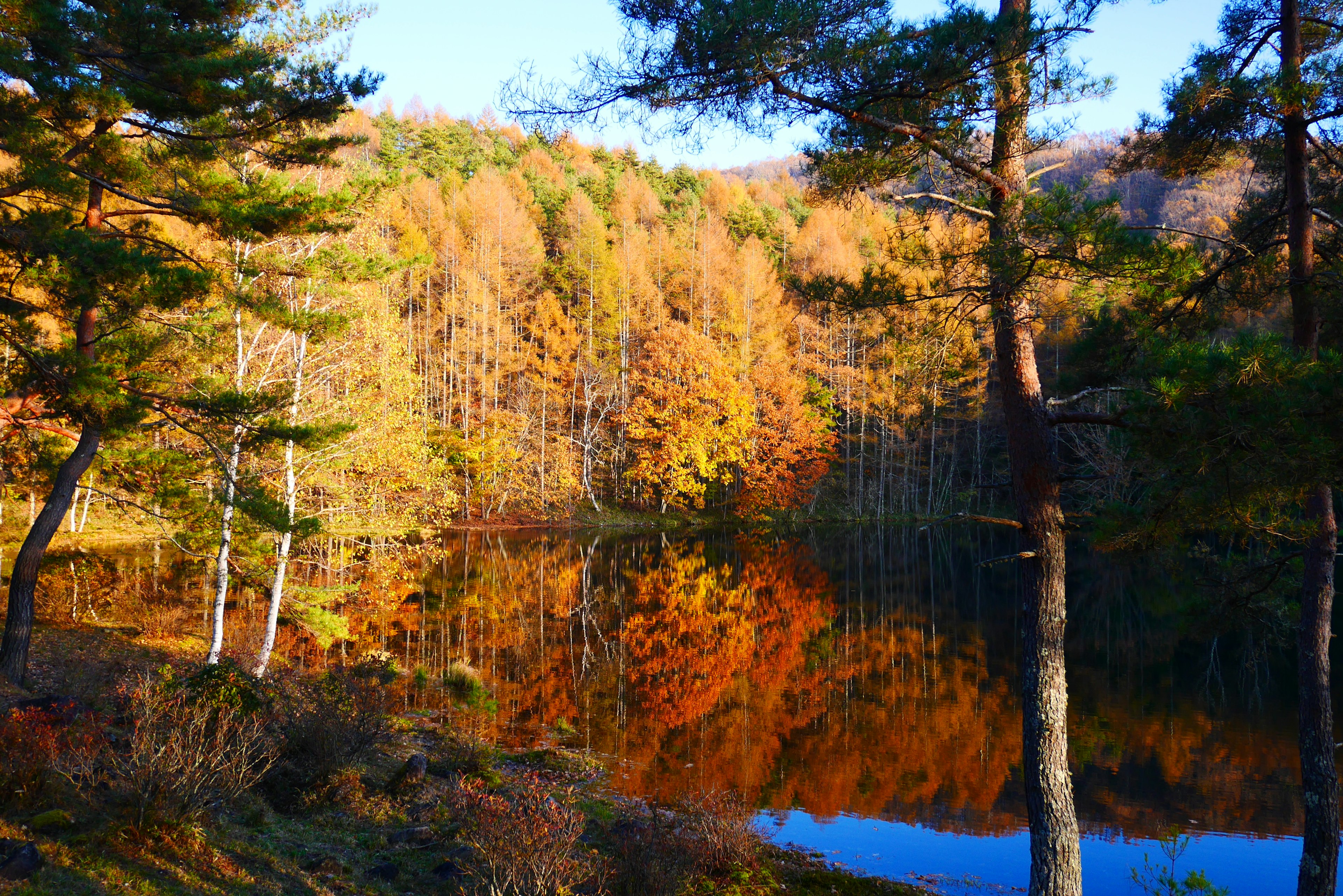 Ruhiger See, der Herbstfarben mit umliegenden Bäumen widerspiegelt