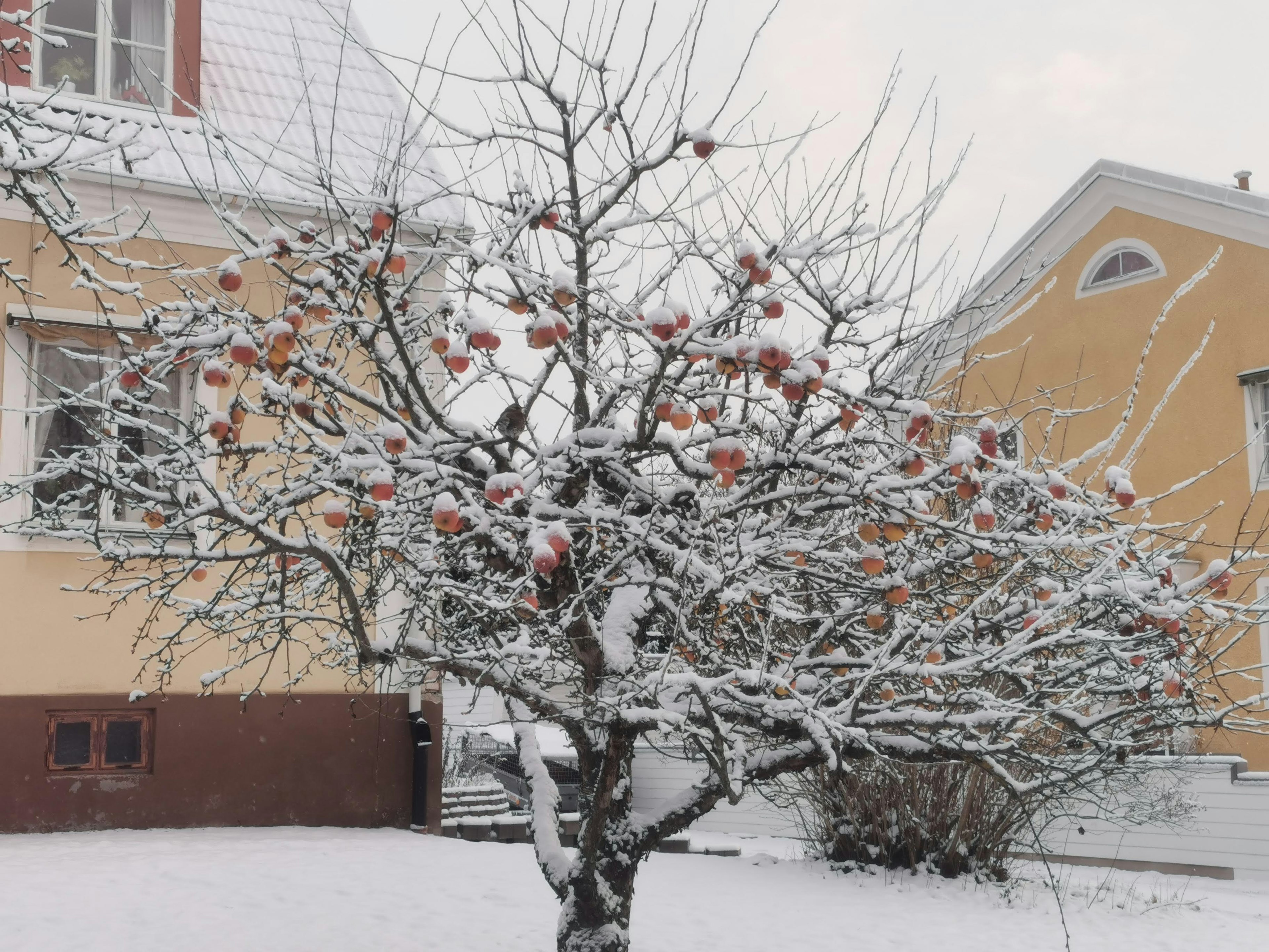 Schneebedeckter Apfelbaum mit roten Äpfeln und gelbem Haus im Hintergrund