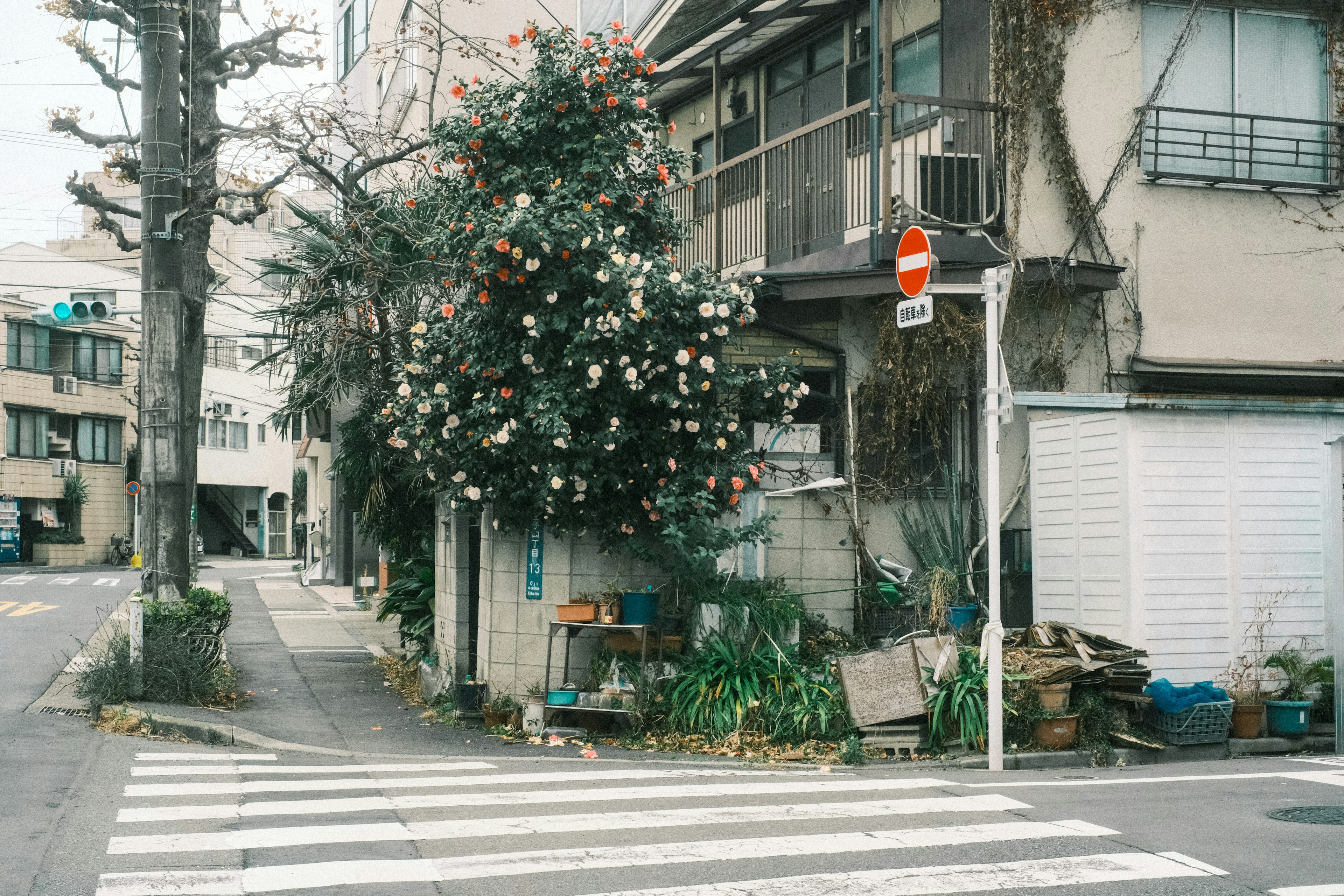 街角の花が咲く木と古い住宅がある風景