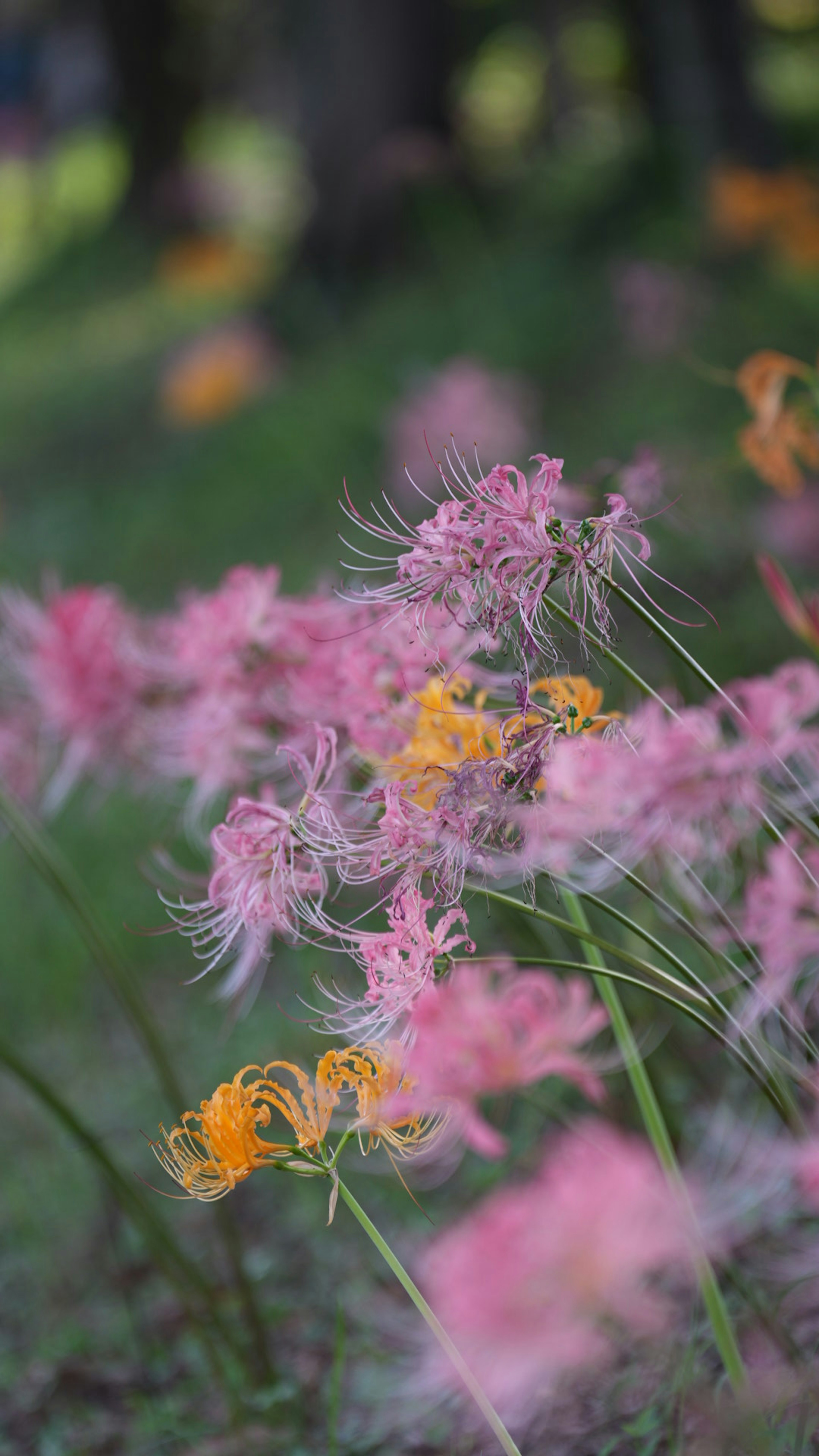 Fiori rosa e arancioni vividi che fioriscono in un ambiente naturale