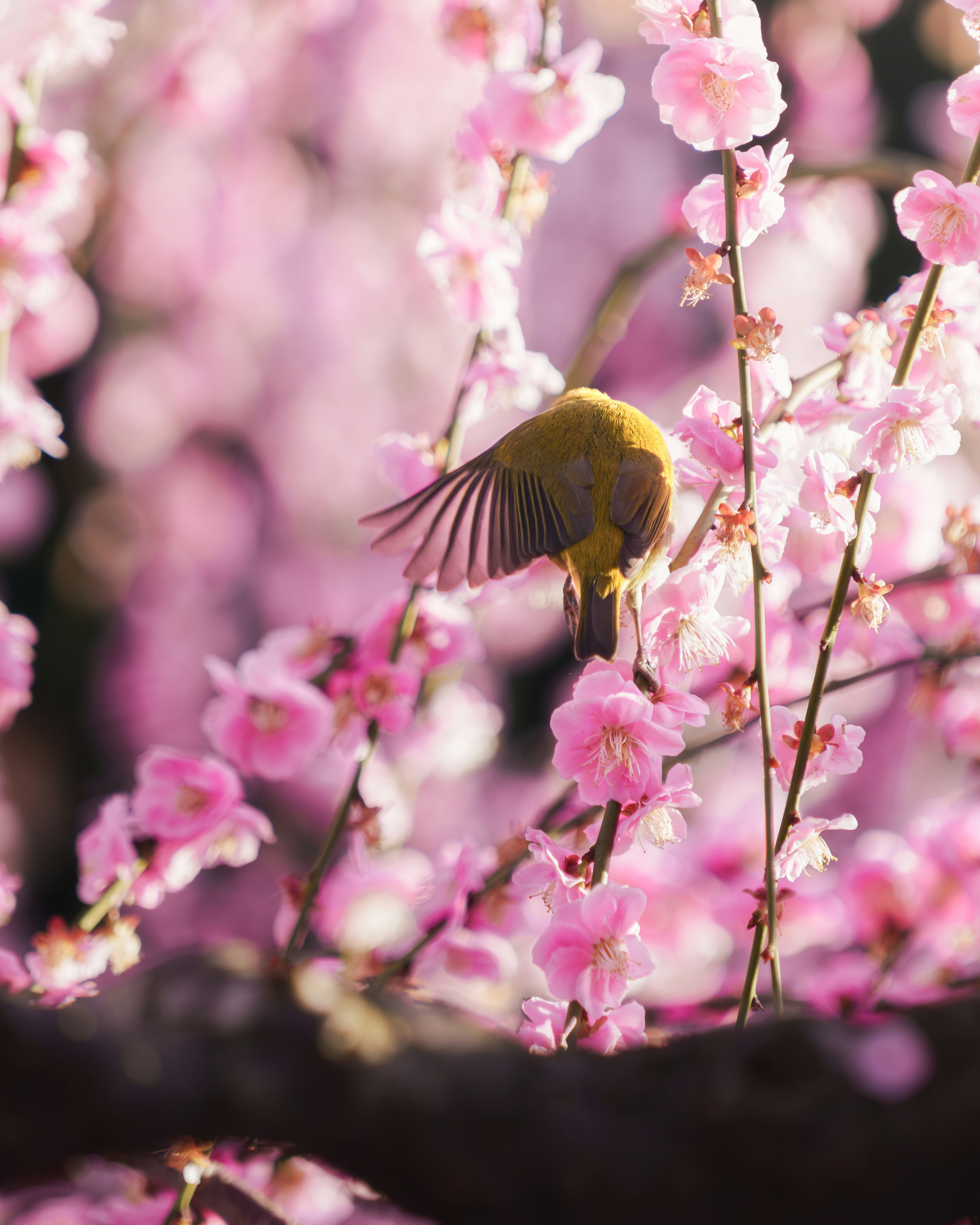 Seekor burung kecil terbang di antara bunga pink dalam pemandangan yang hidup