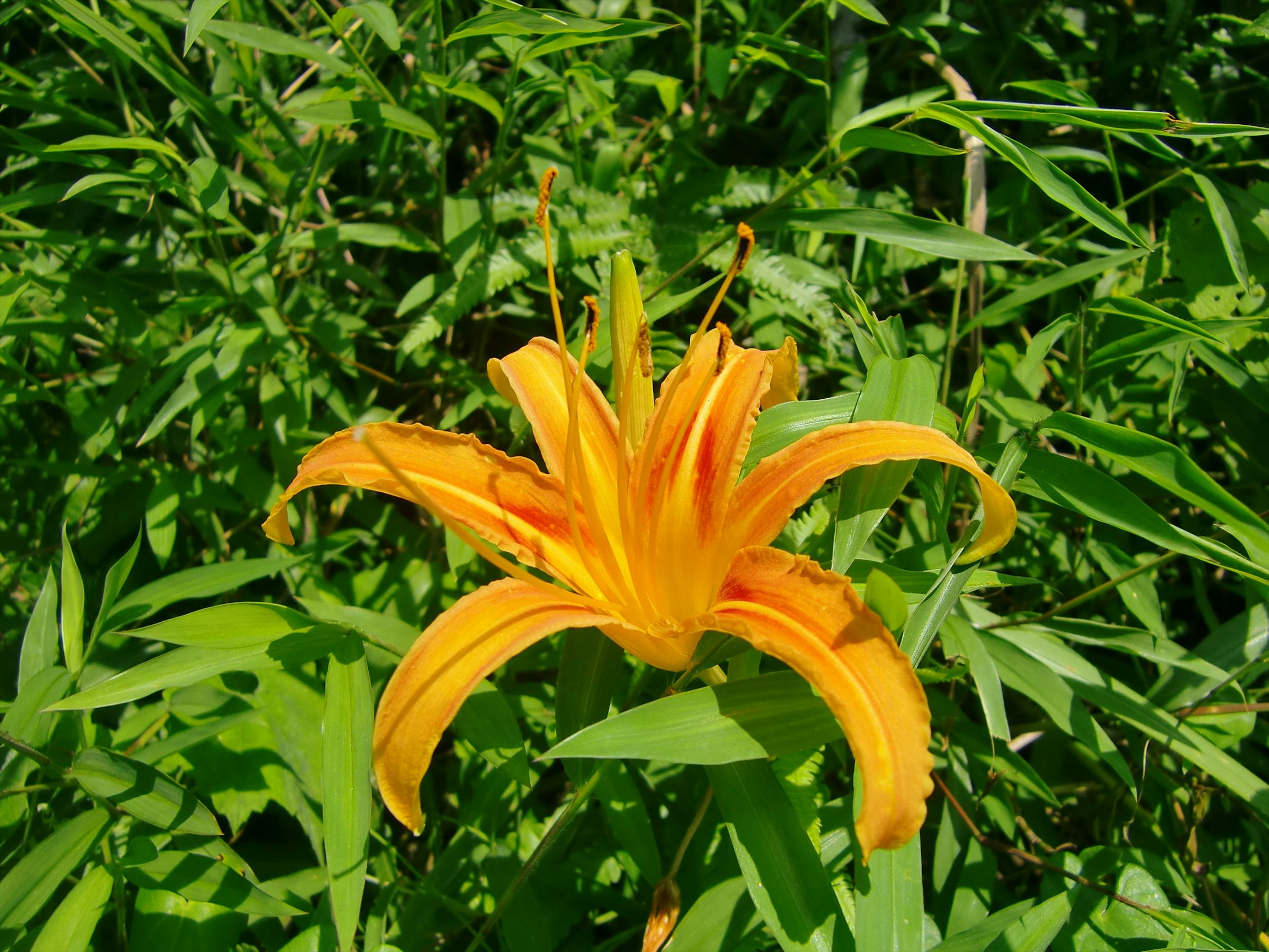 Fiore di giglio arancione brillante che fiorisce tra le foglie verdi