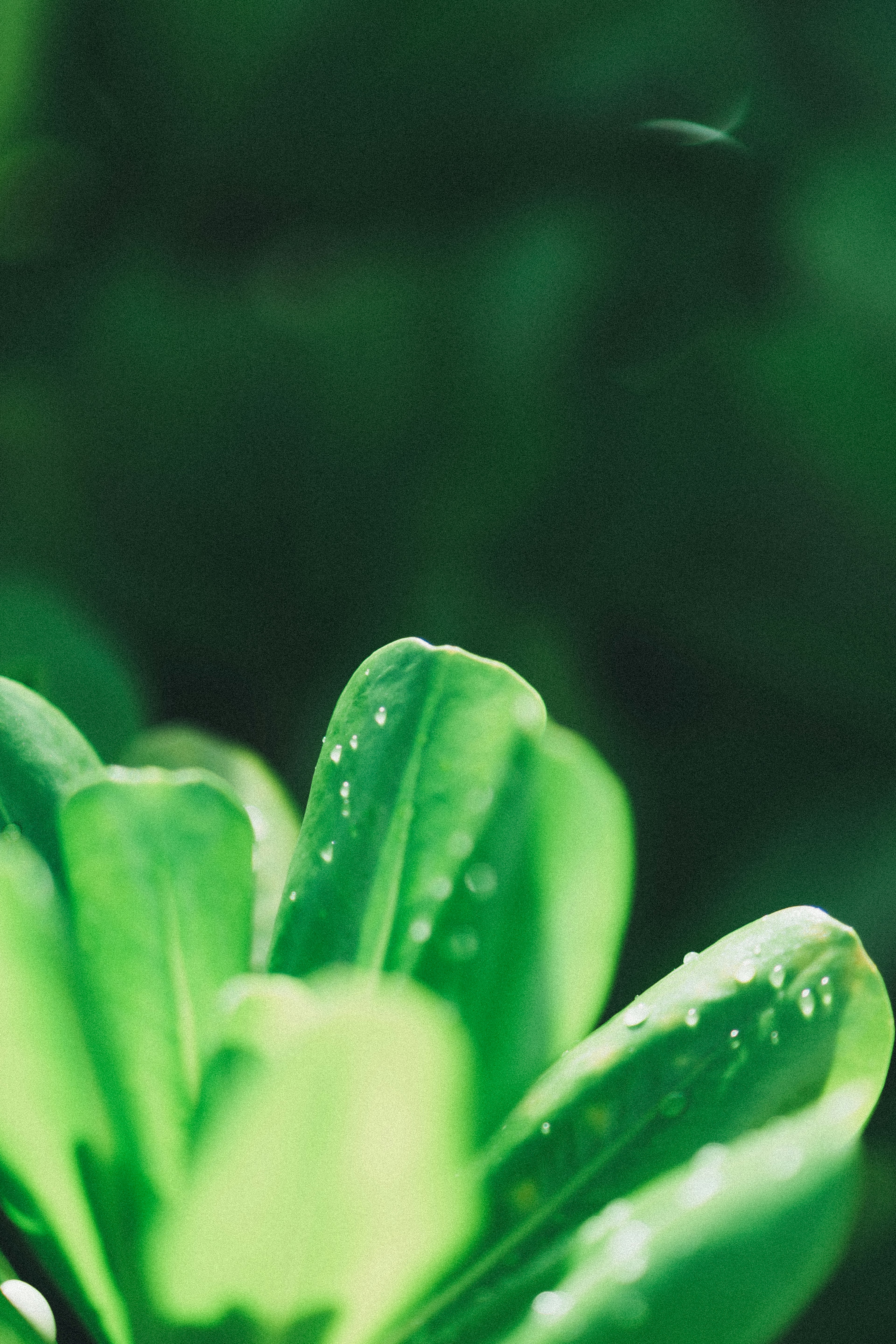 Close-up of green leaves with droplets