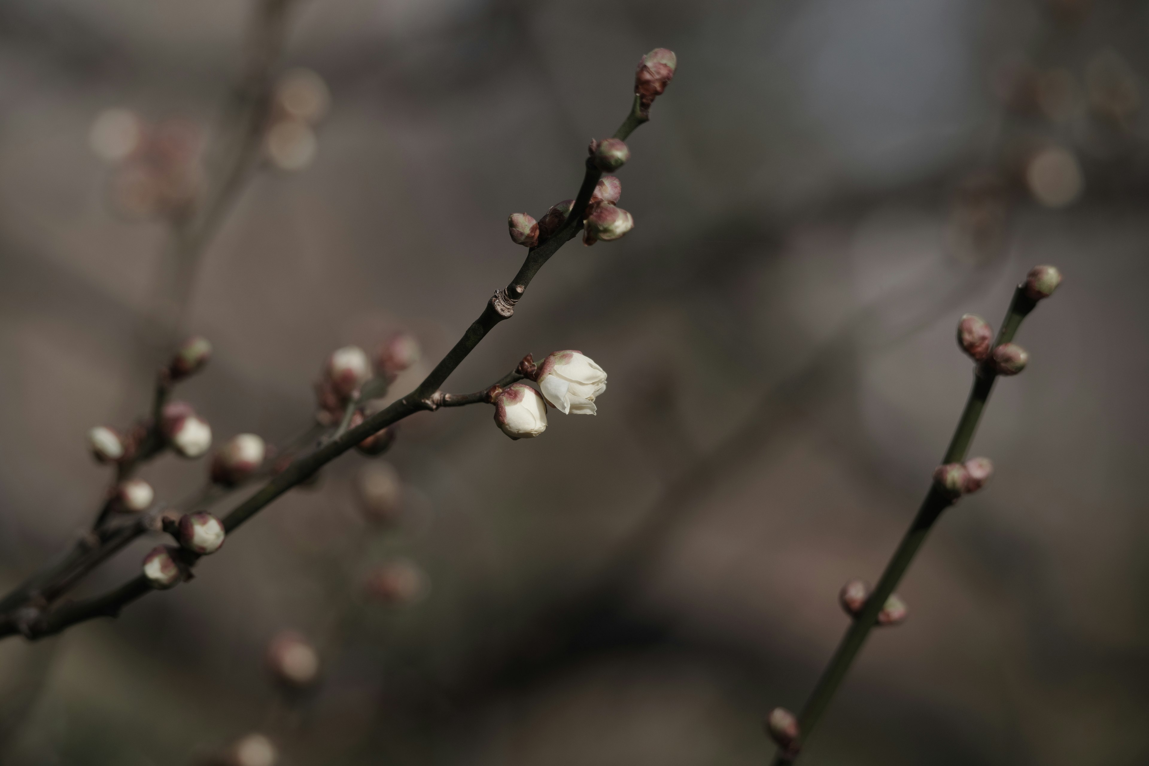 带有花苞和白色花蕾的树枝