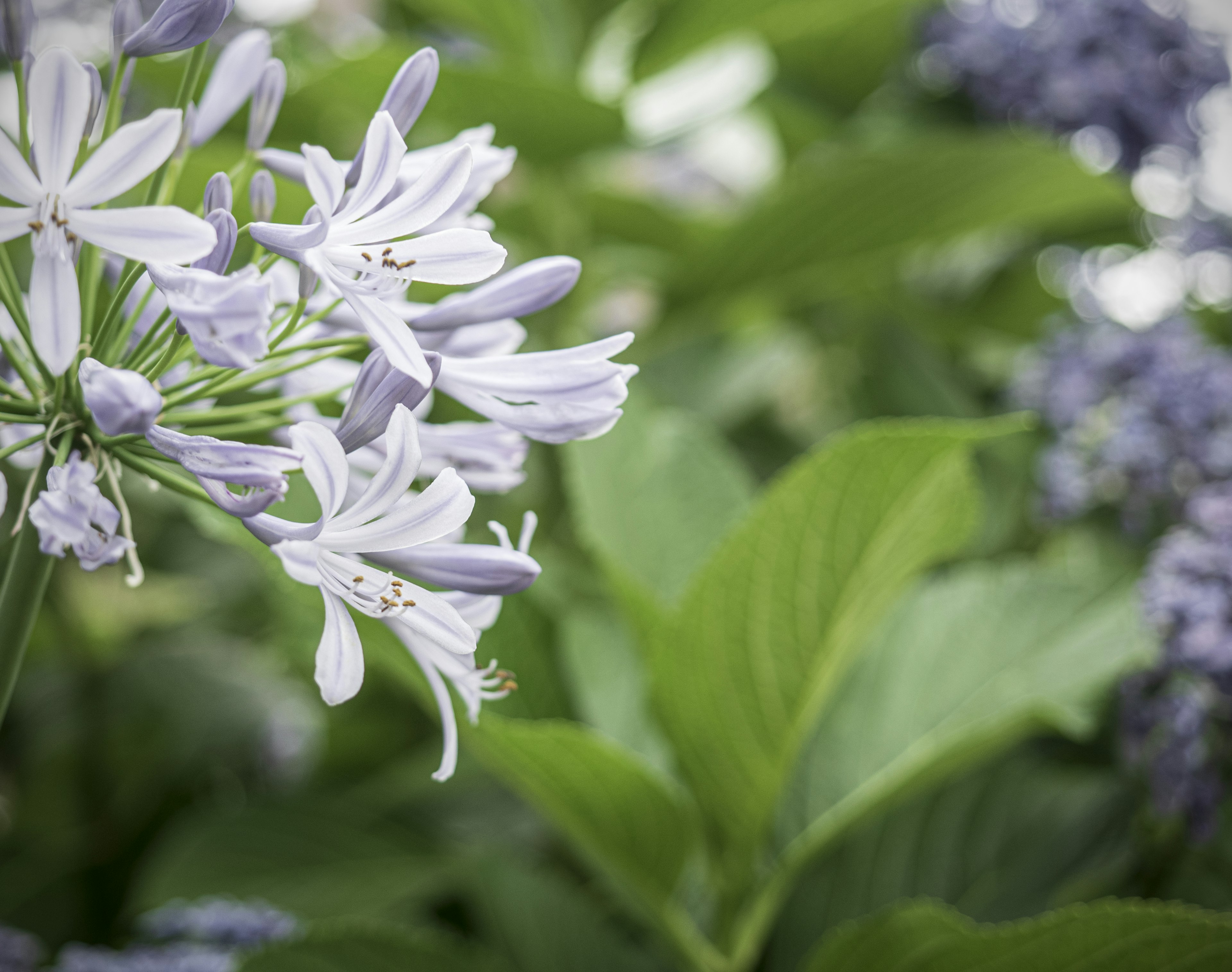 Primer plano de flores blancas con hojas verdes