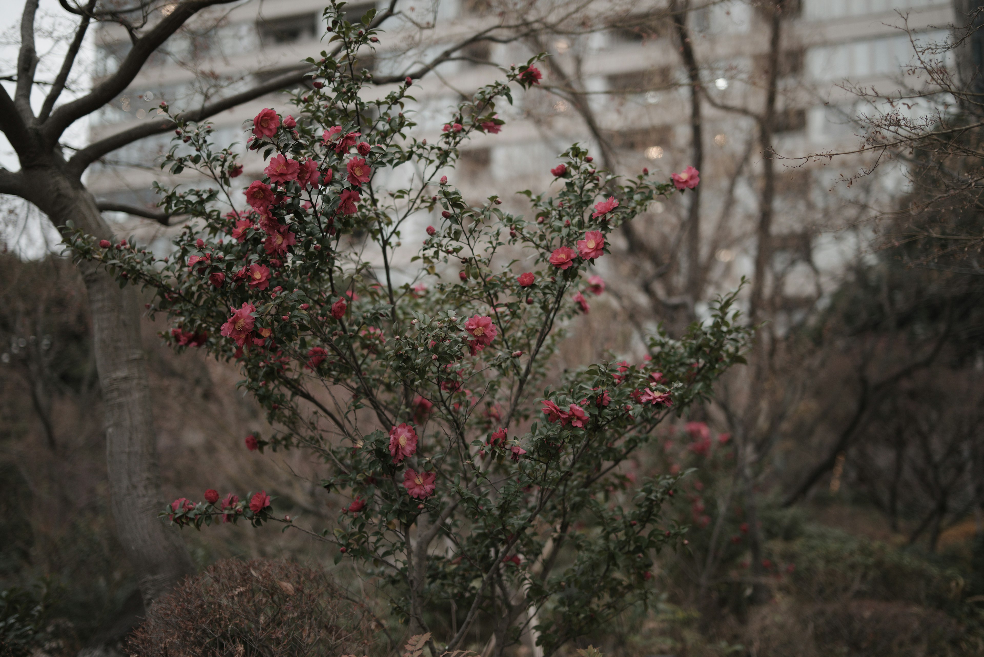 Blühender Baum mit rosa Blüten und verschwommenen Gebäuden im Hintergrund