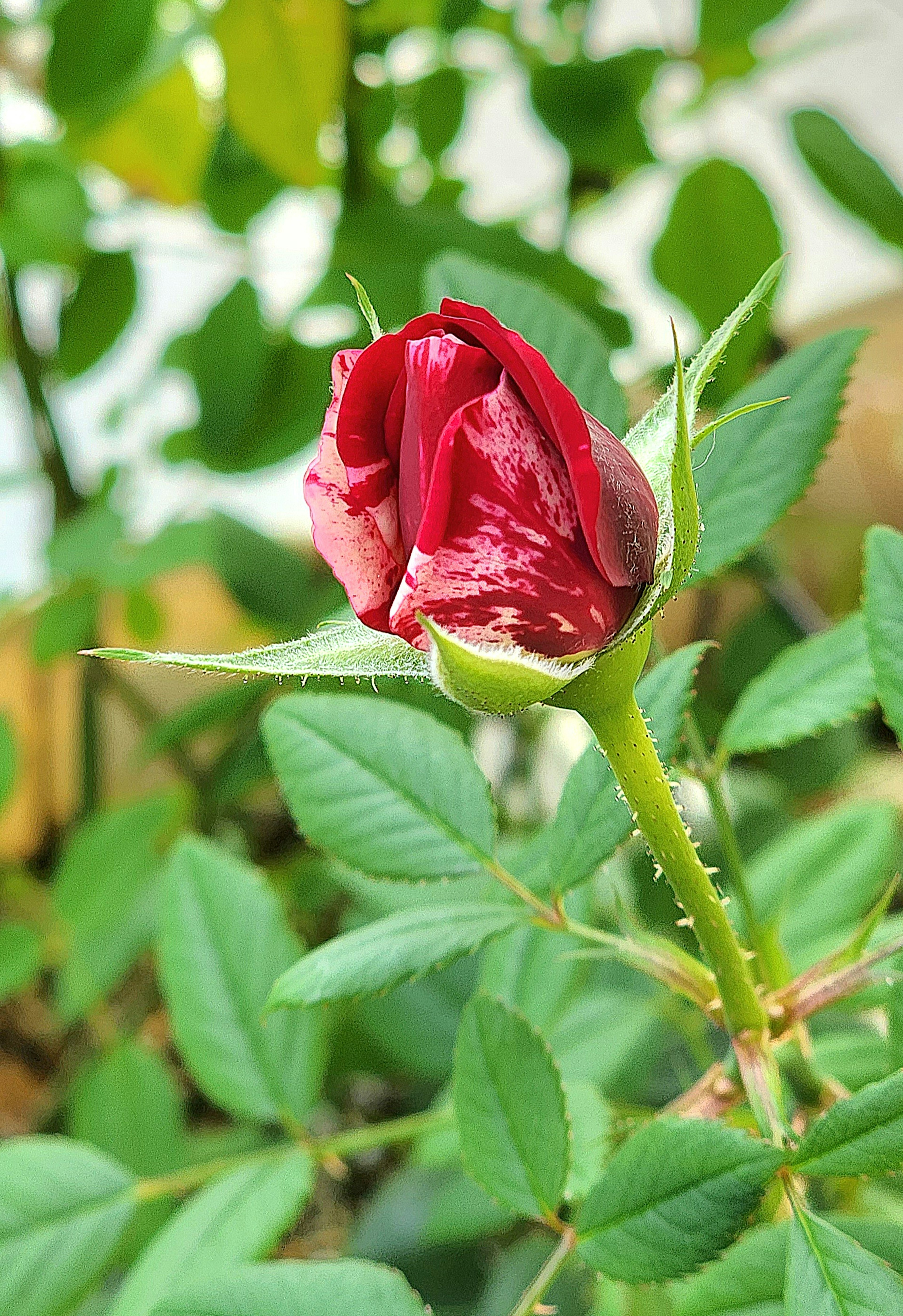 Bocciolo di rosa rossa circondato da foglie verdi