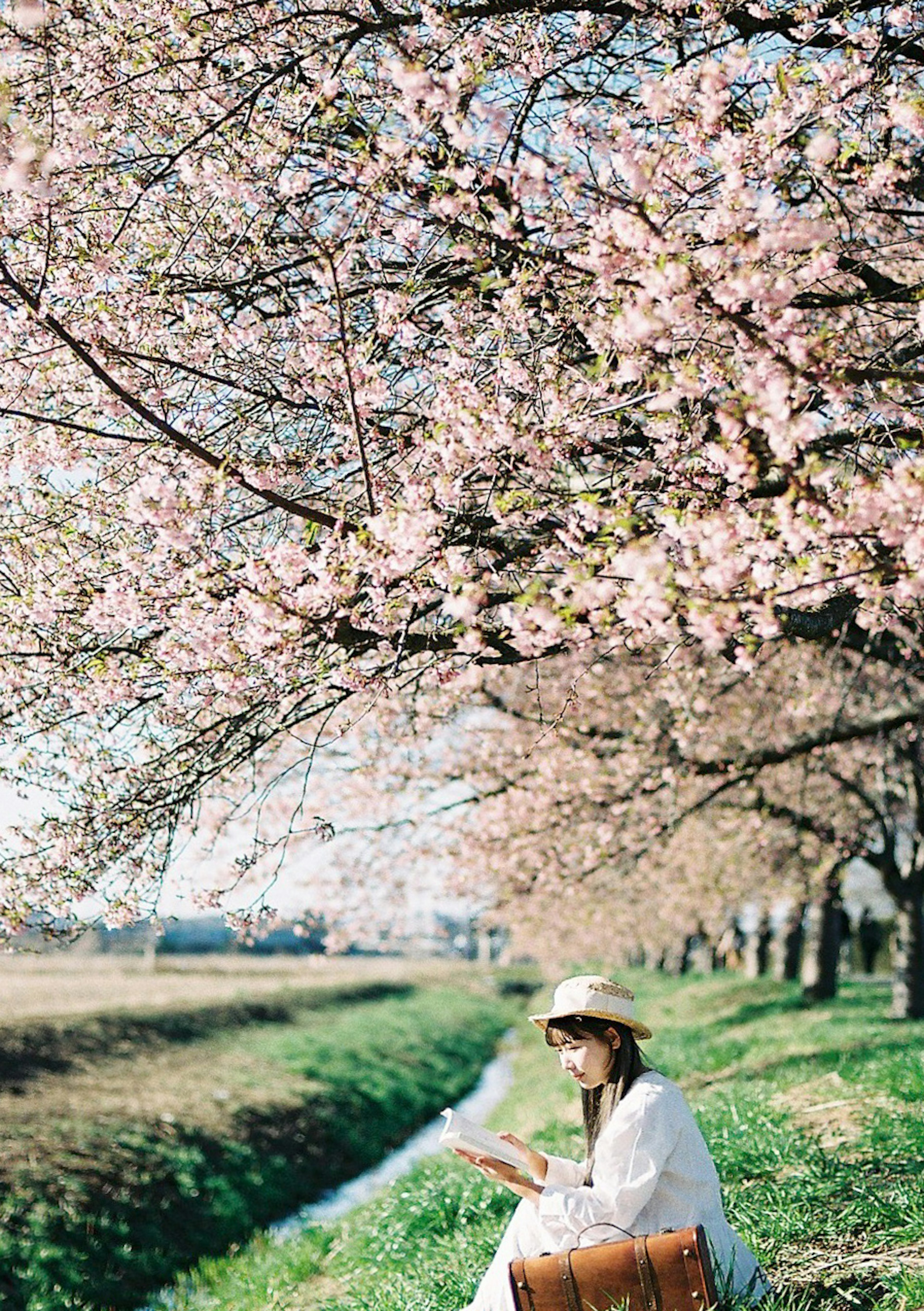 Seorang wanita membaca buku di bawah pohon sakura