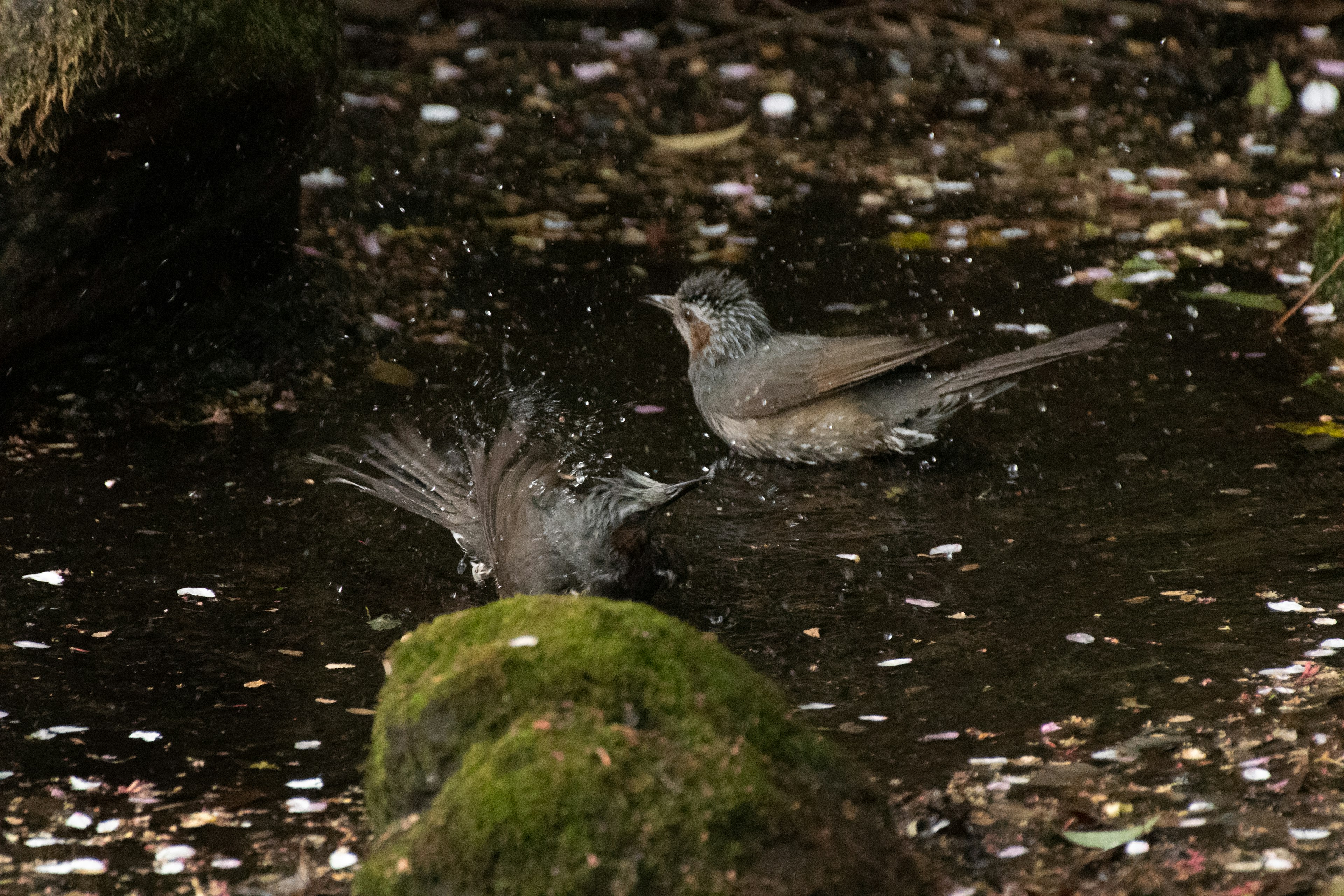 水辺で羽を洗う鳥たちと周囲の自然