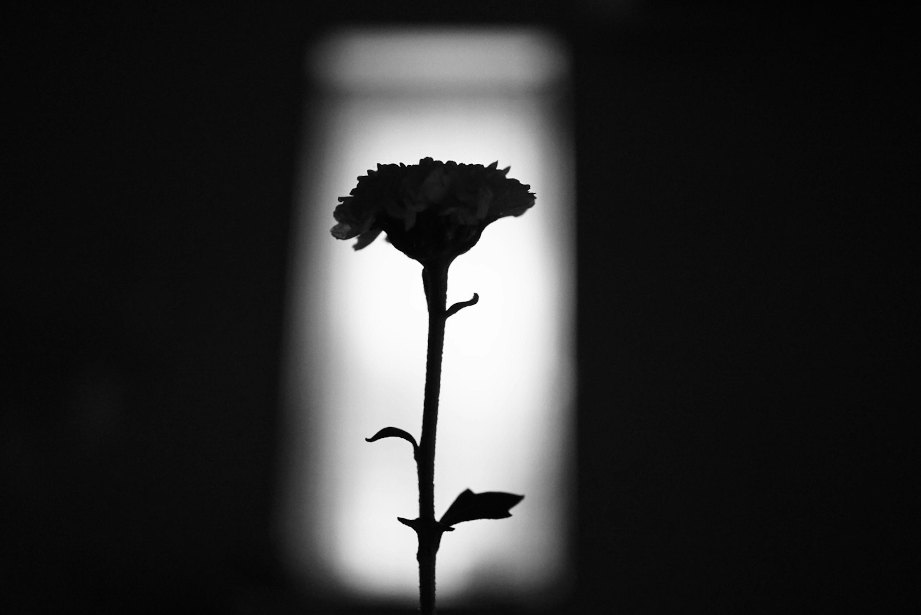 Silhouette einer Blume vor einem hellen Hintergrund in Schwarzweiß