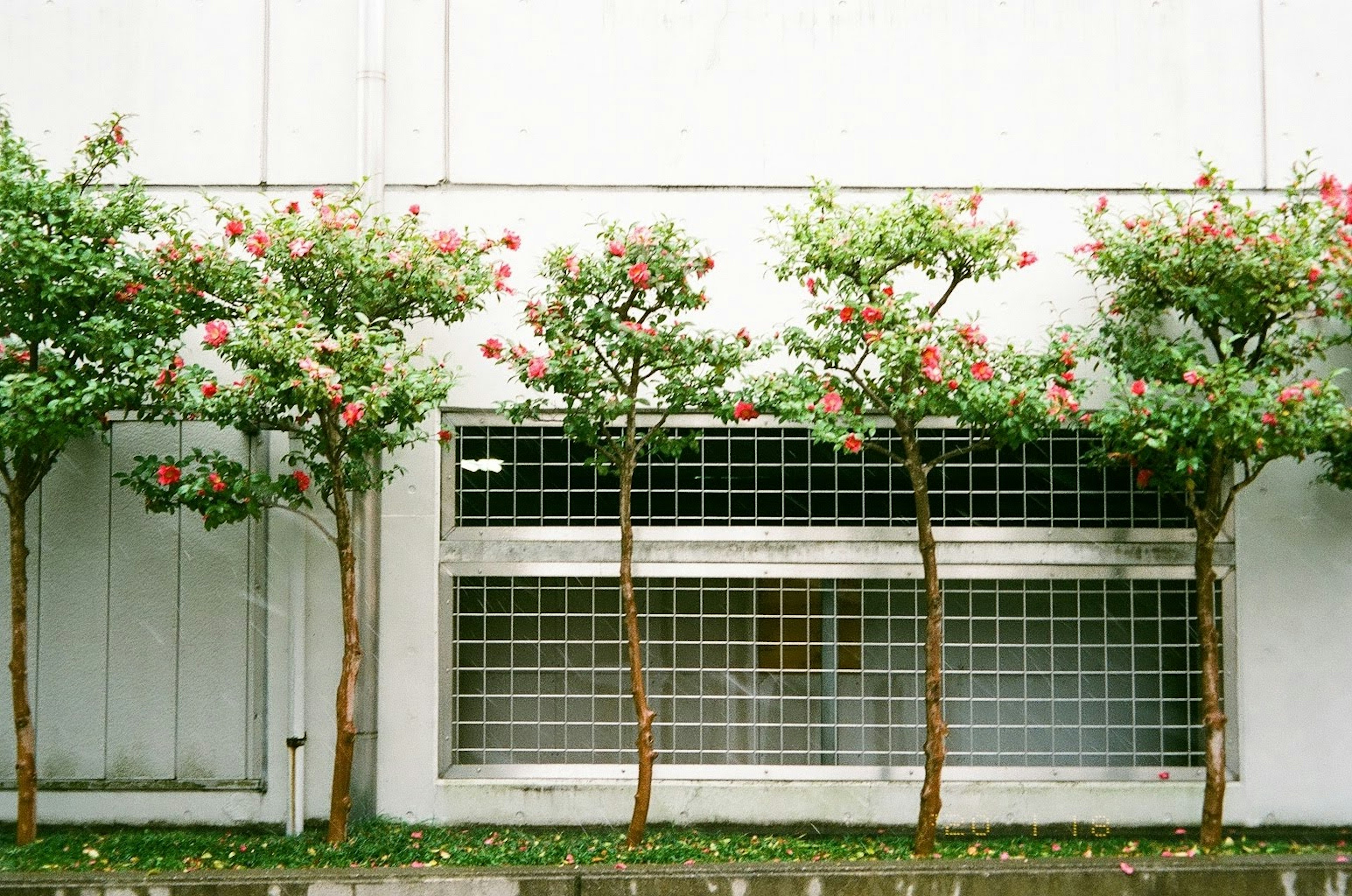 Des arbres en fleurs alignés devant un mur blanc