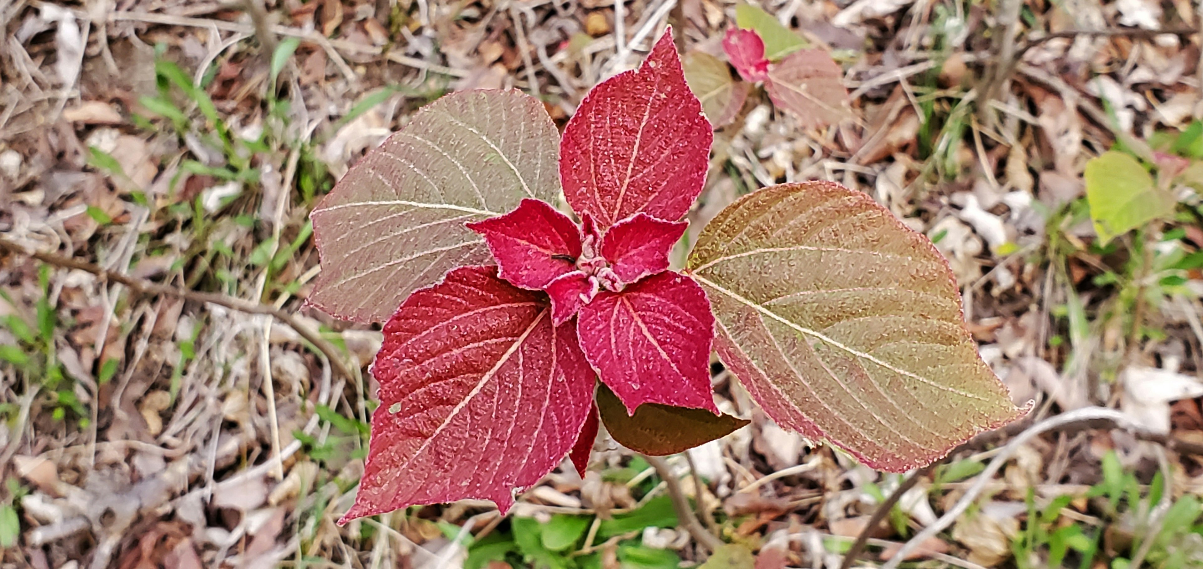 赤と緑の葉が特徴的な植物のクローズアップ