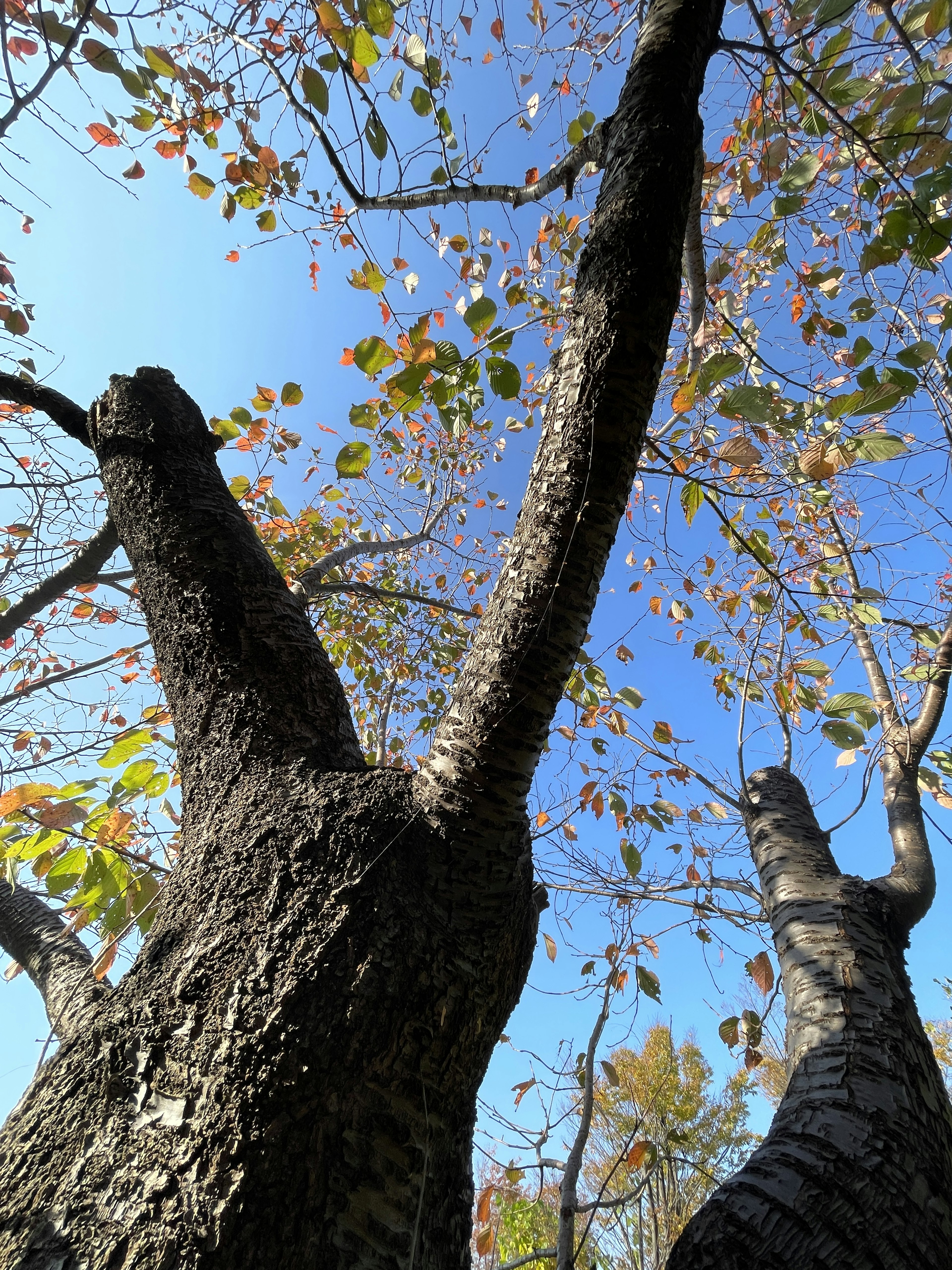 Primo piano del tronco di un albero con foglie autunnali sotto un cielo blu