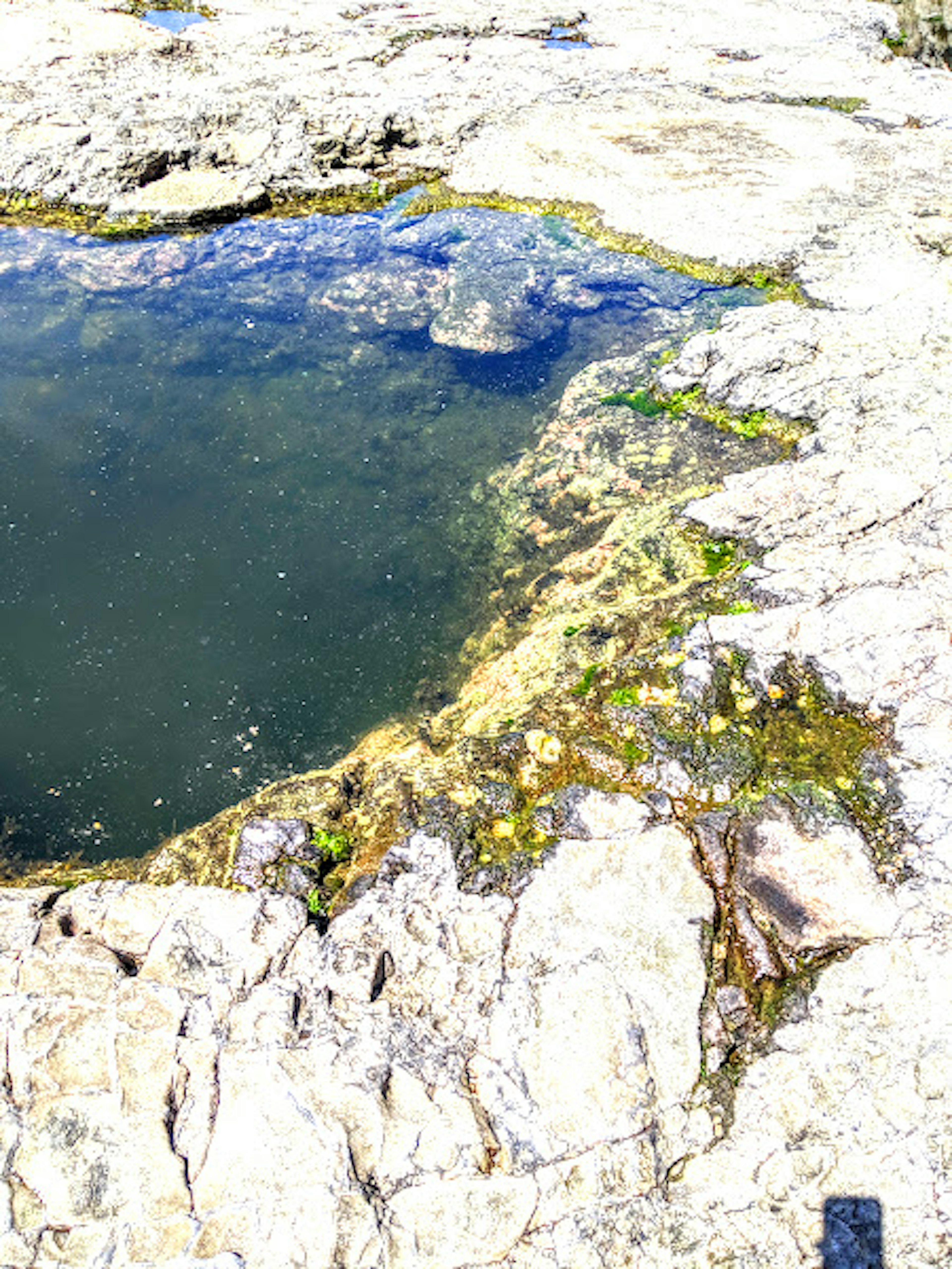 Petite mare d'eau entre des rochers avec des algues vertes