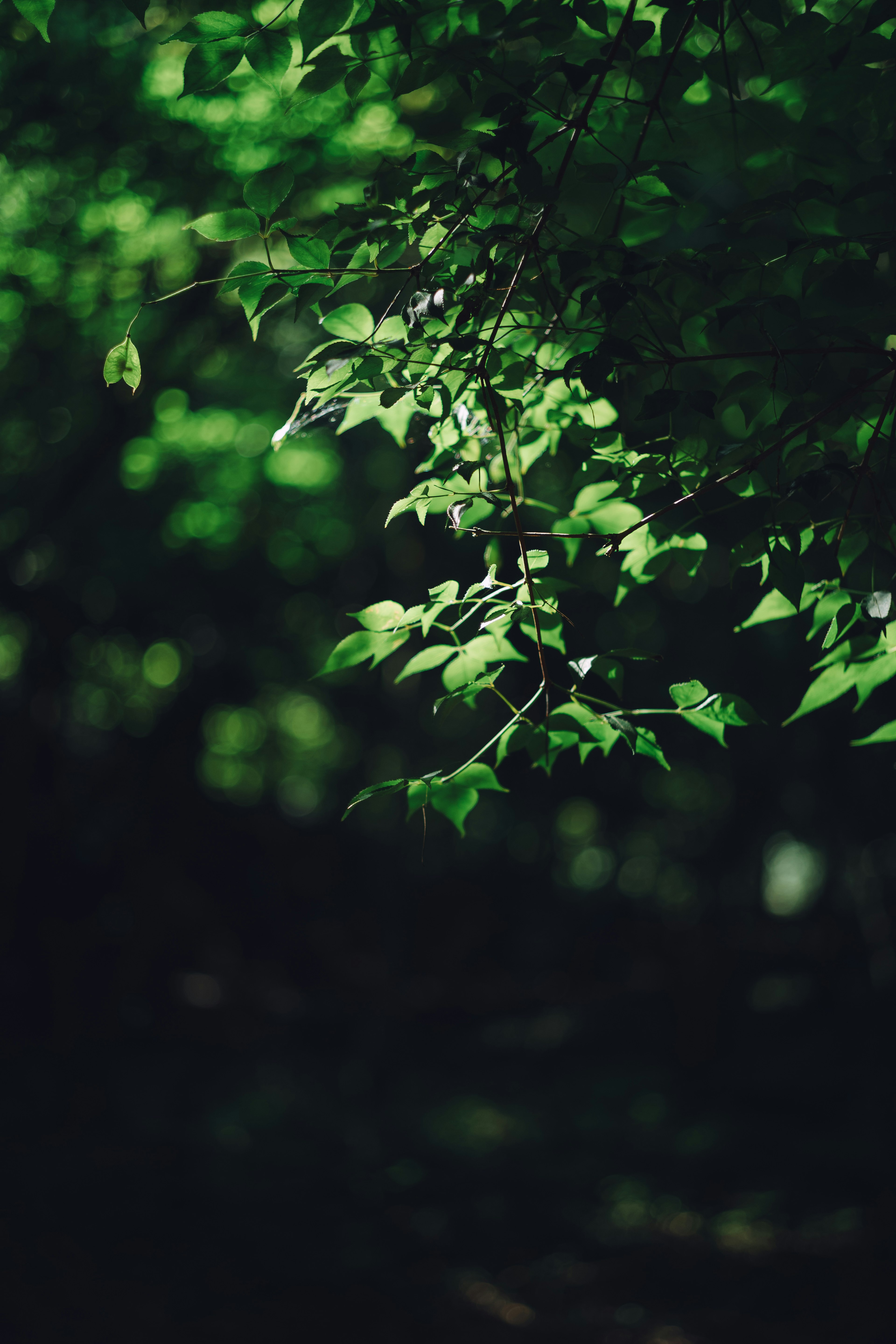 Close-up of green leaves on a branch with a blurred dark background