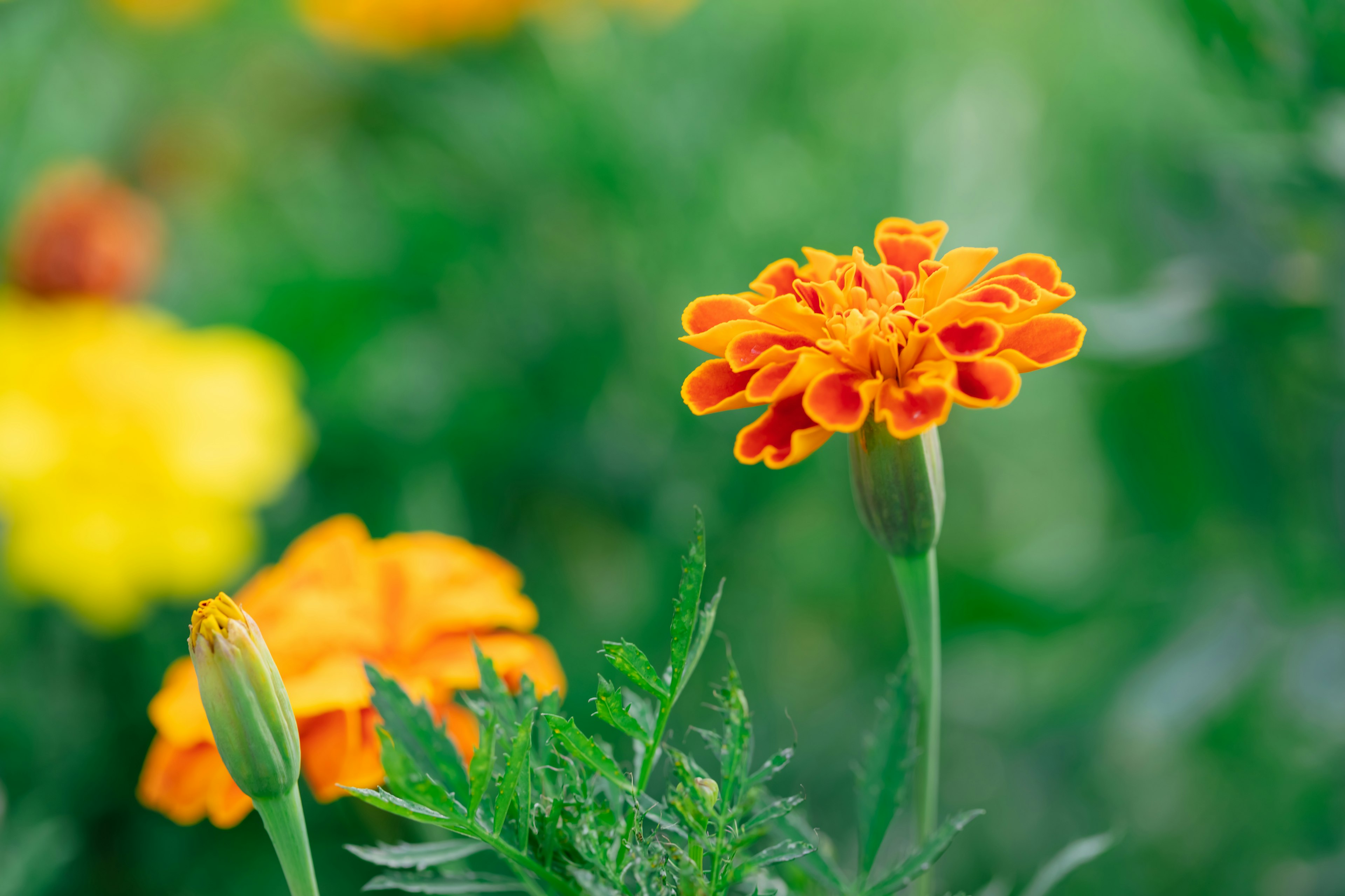 Fiore di tagete arancione vibrante si distingue su uno sfondo verde