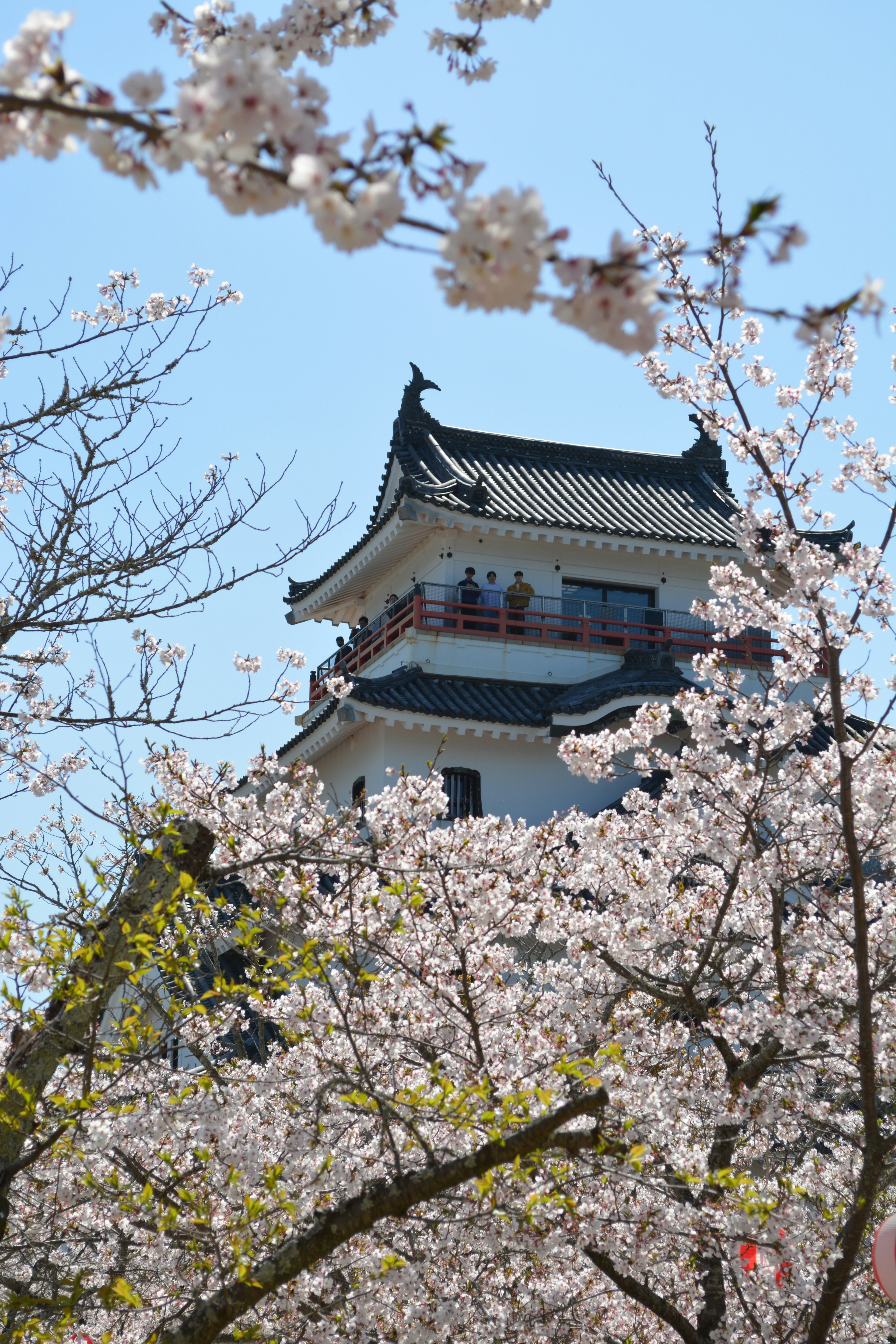 Torre del castello visibile tra i ciliegi in fiore e il cielo blu